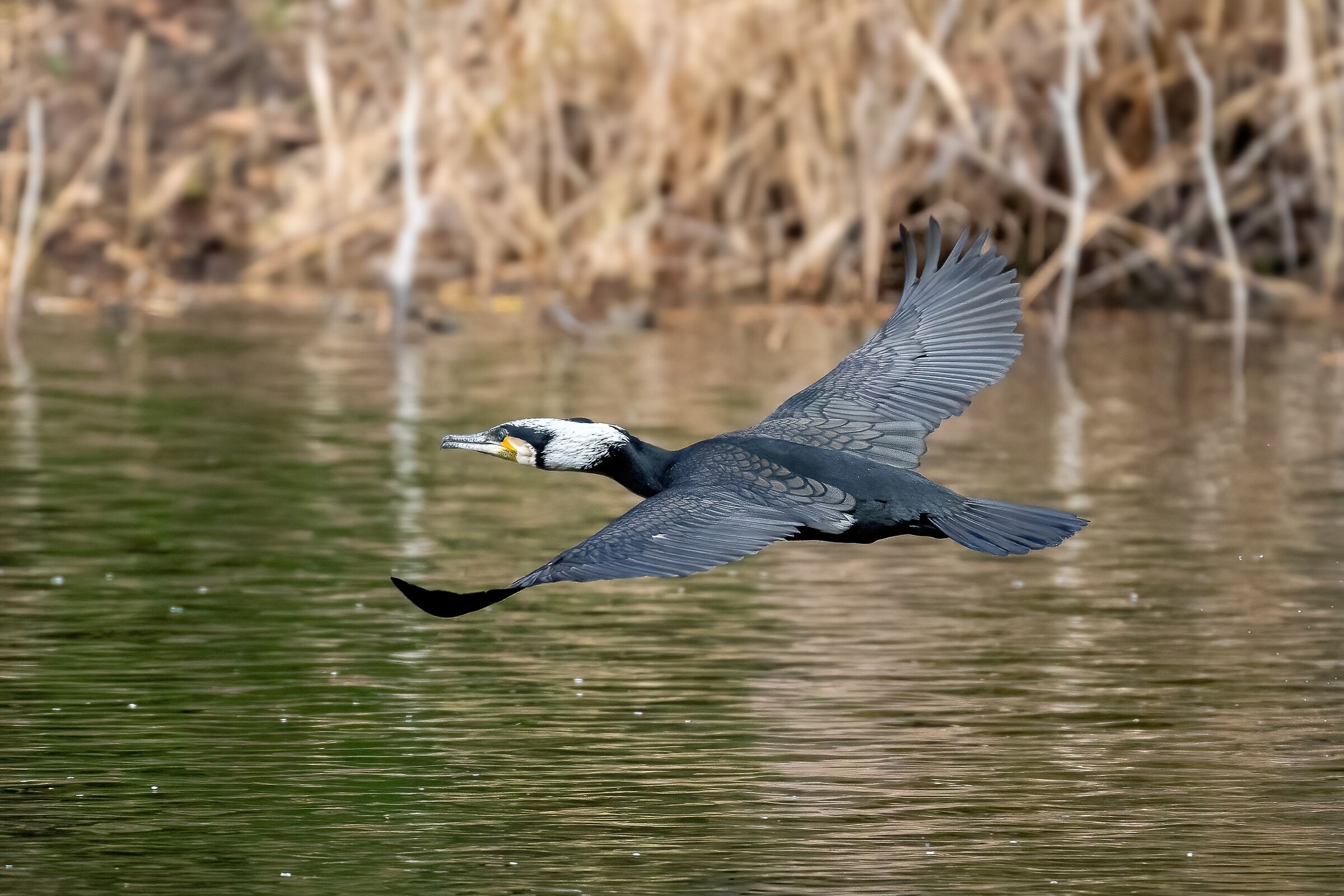 Cormorant (Phalacrocorax carbo)