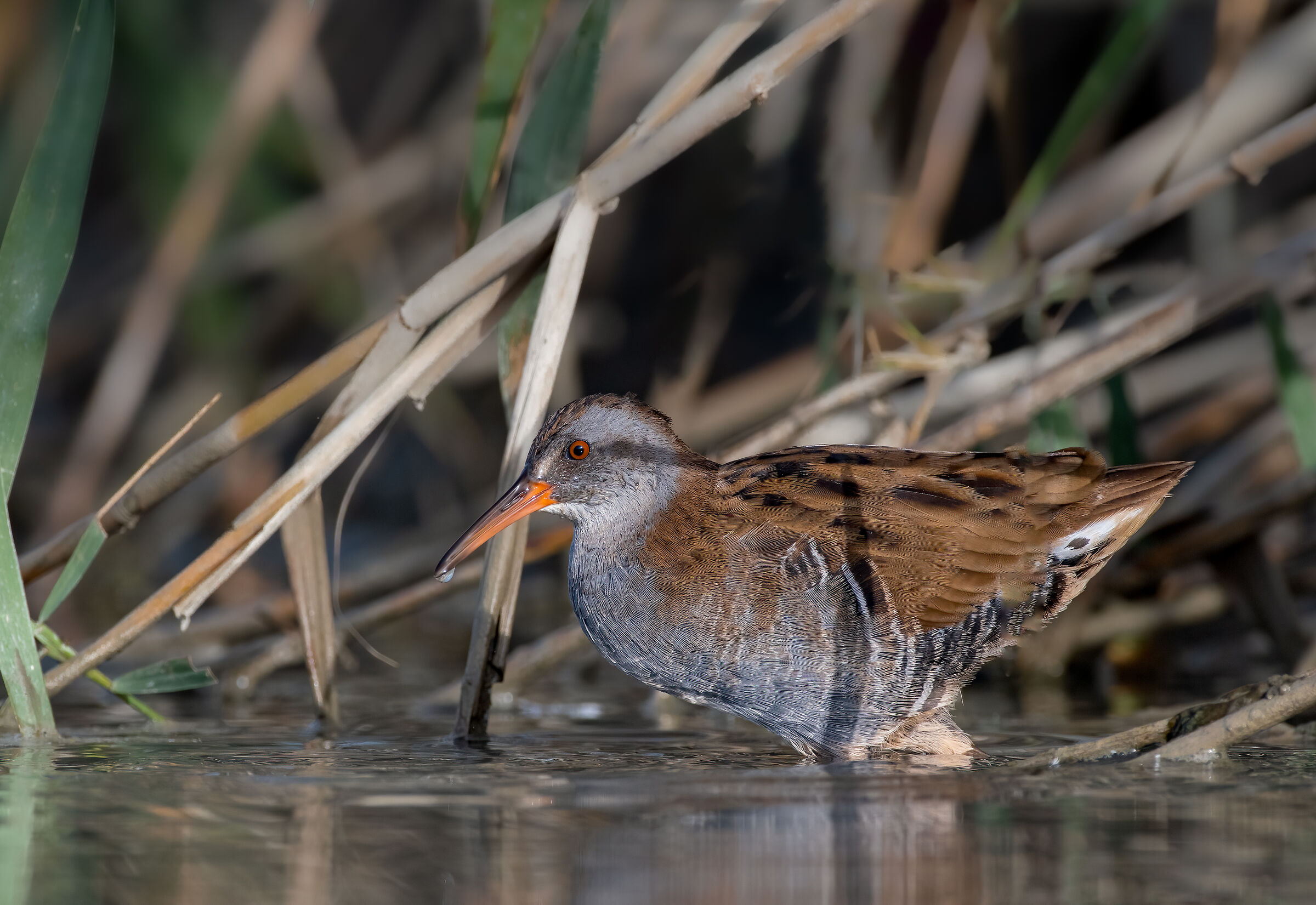 water rail