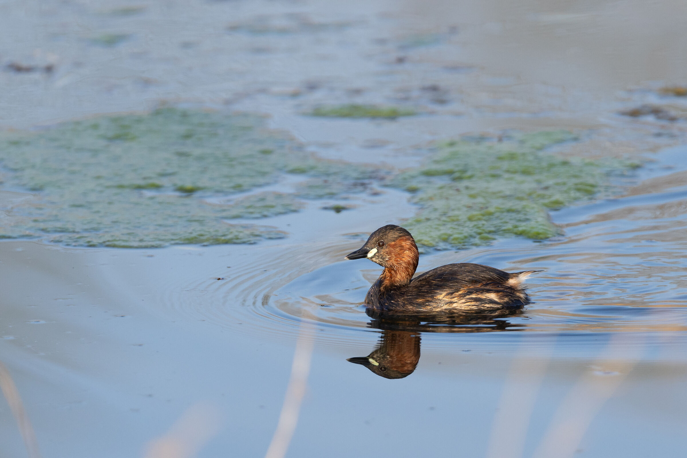 Tuffetto - Sartirana