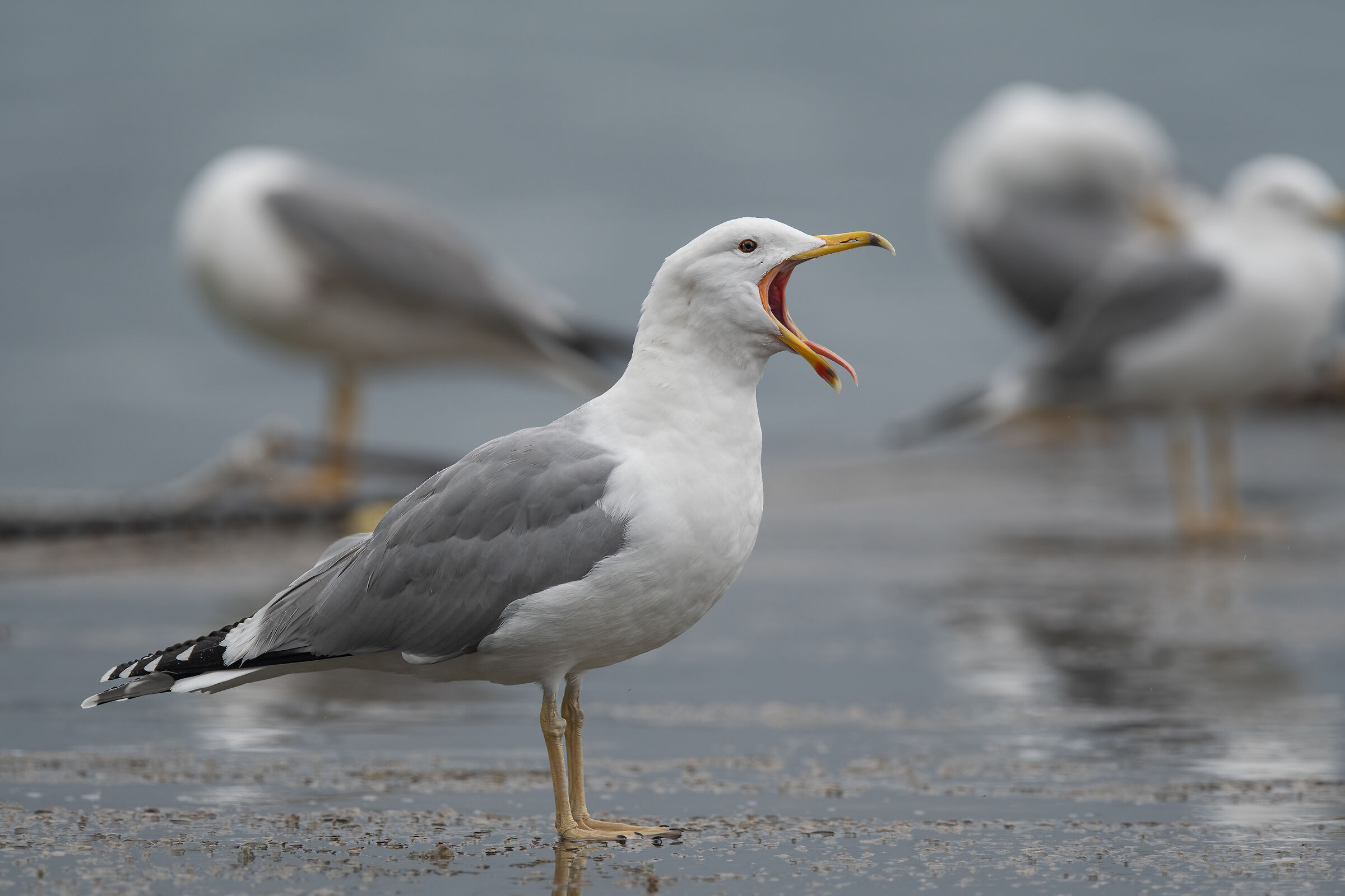 Pontic herring gull