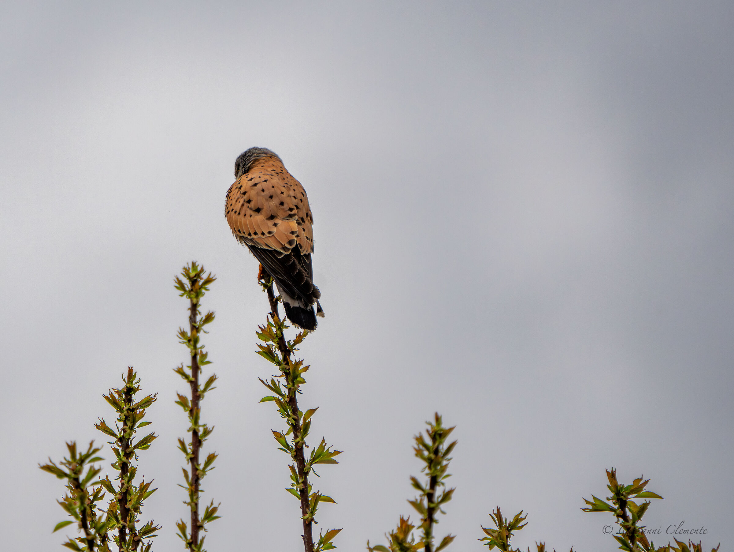 The Kestrel Cloak