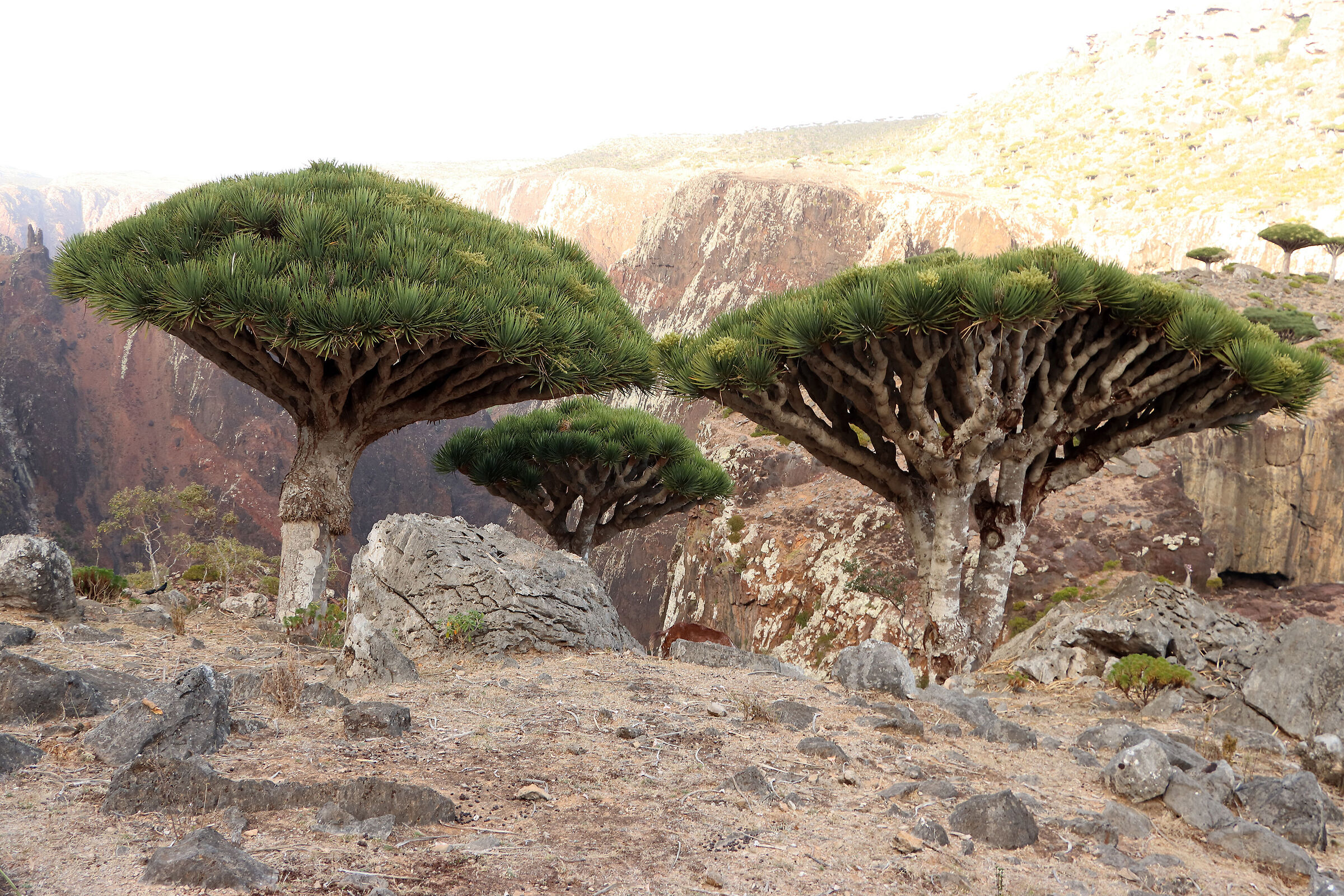 S O C O T R A - dracaena cinnabari