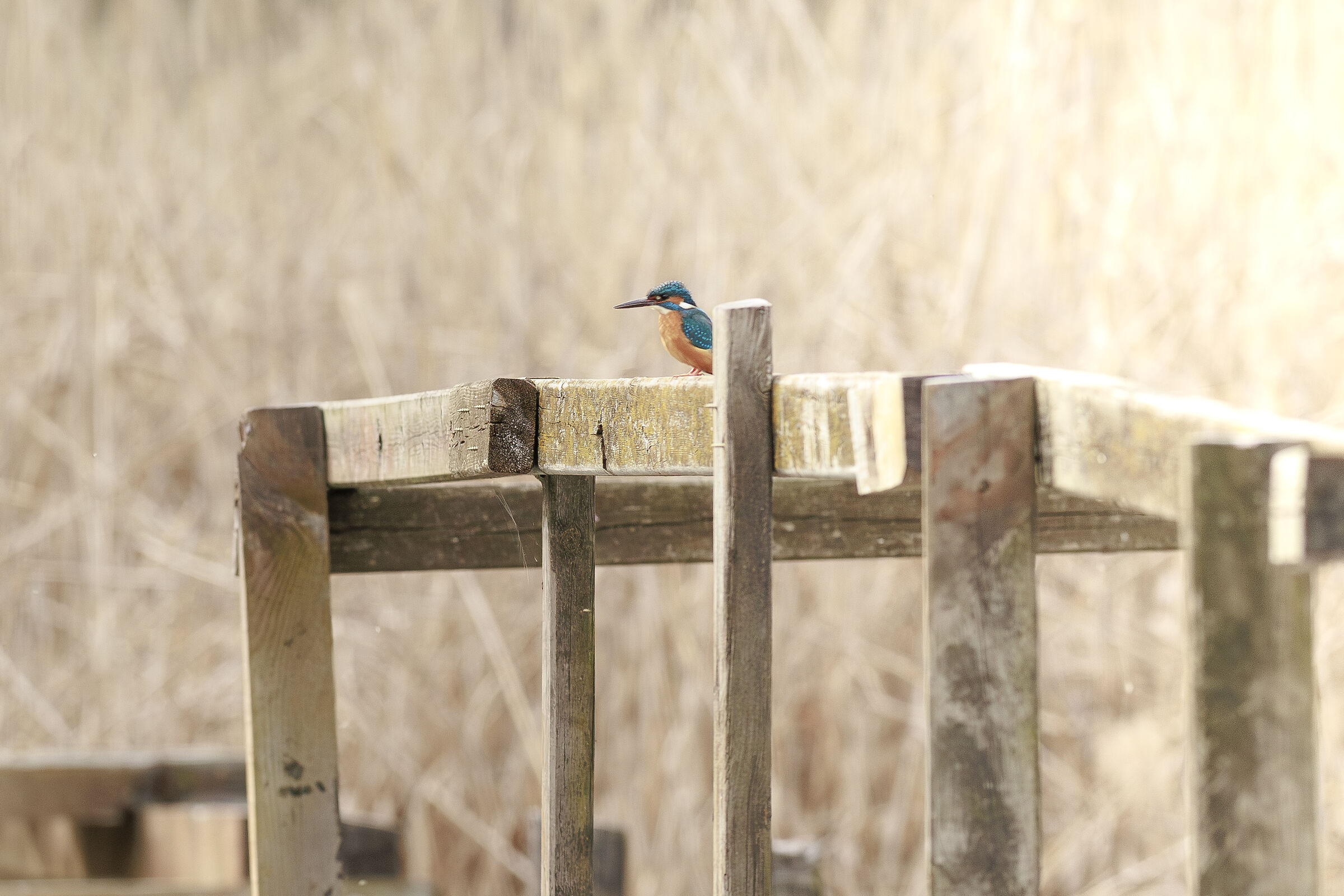 In attesa della primavera