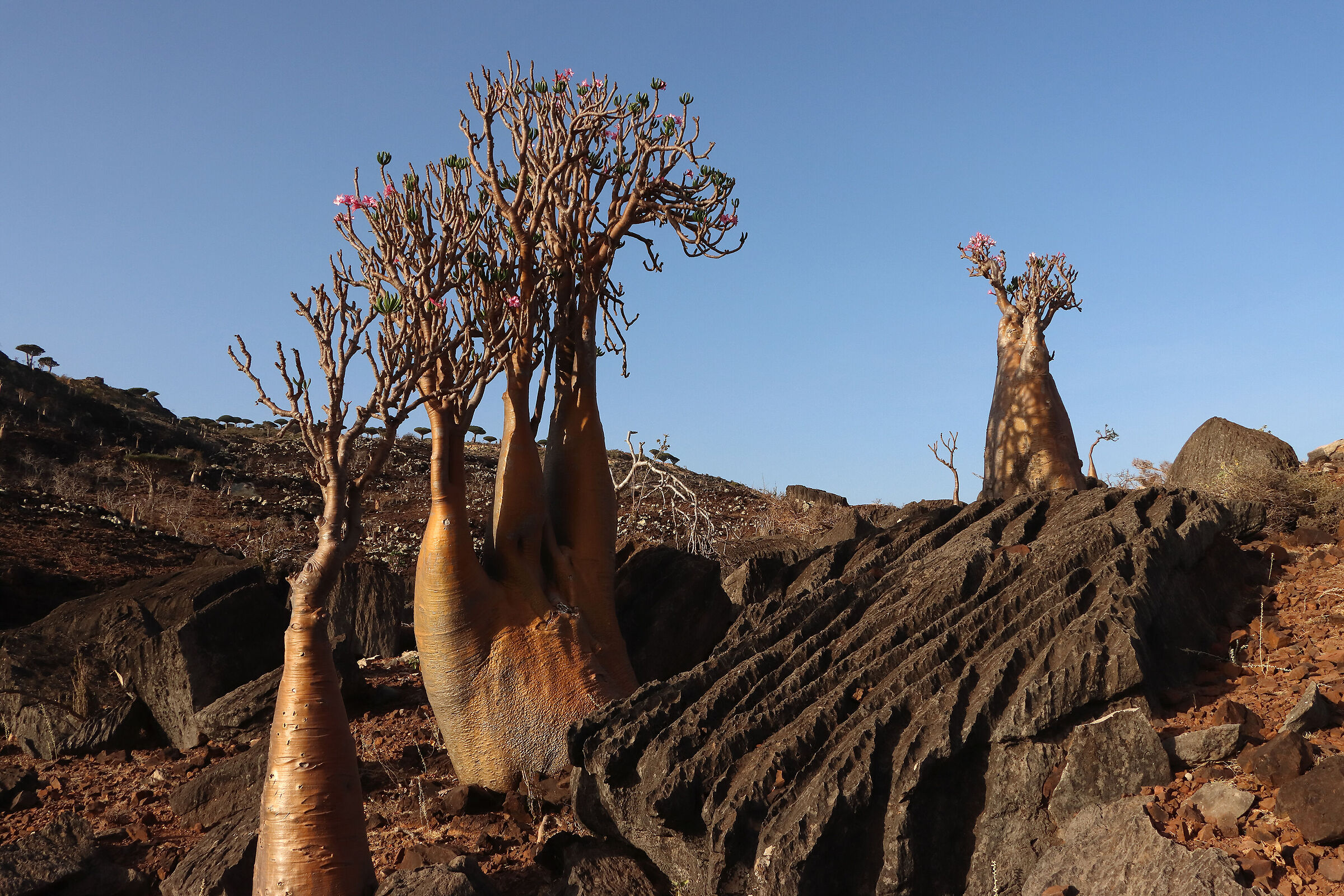 S O C O T R A - adenium obesum