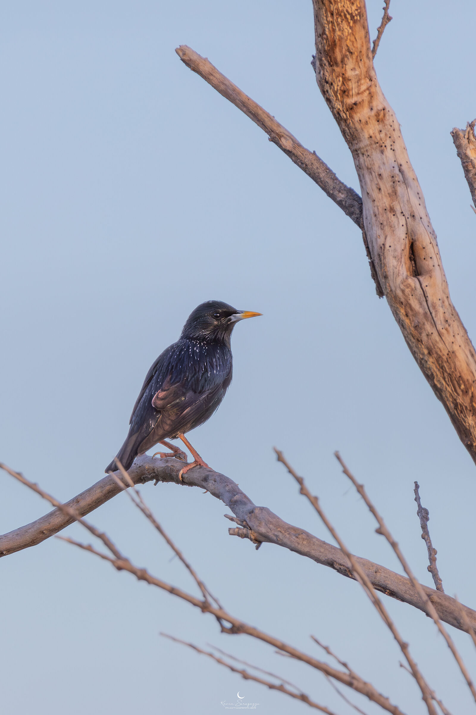 Common Starling