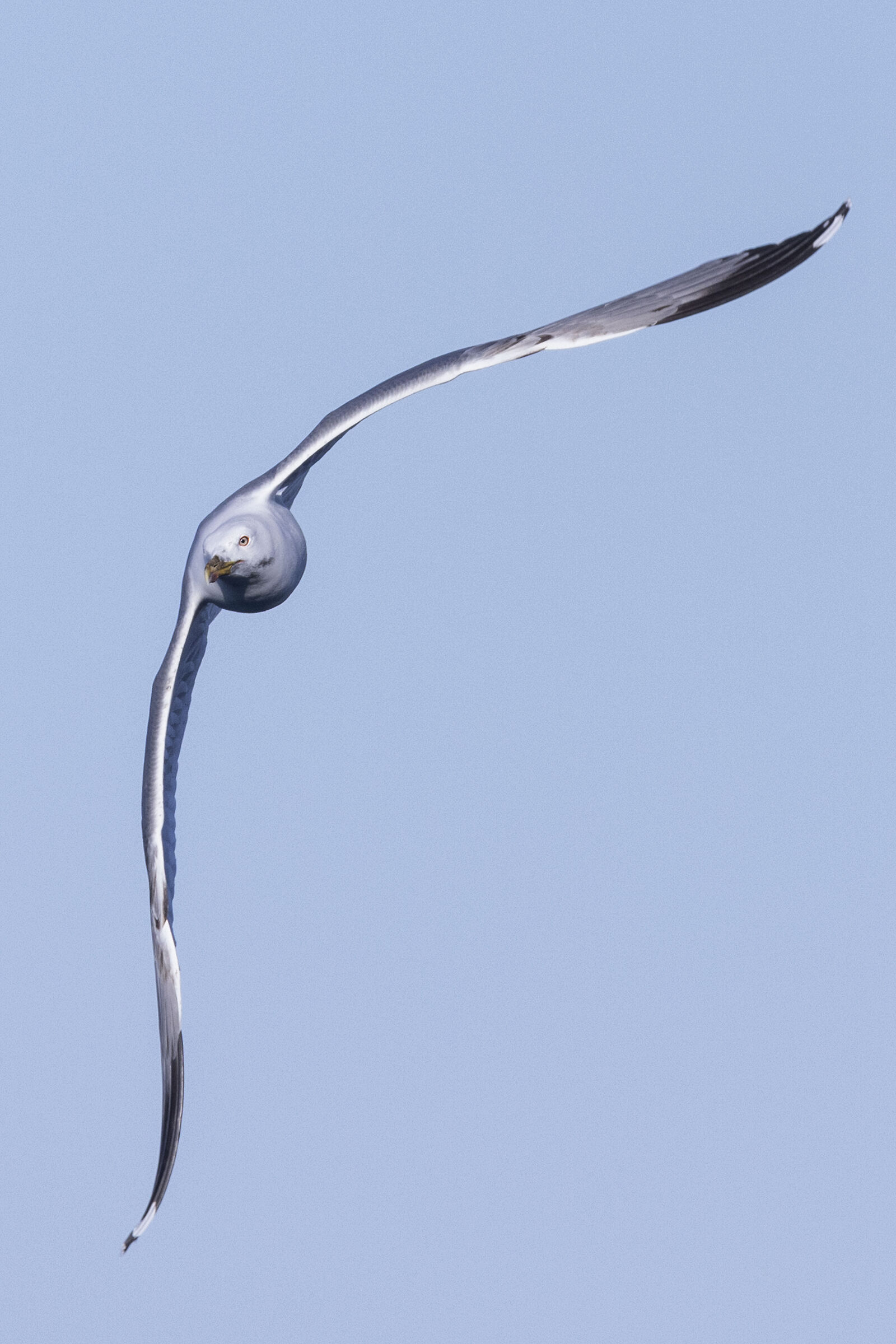 Seagull takes off