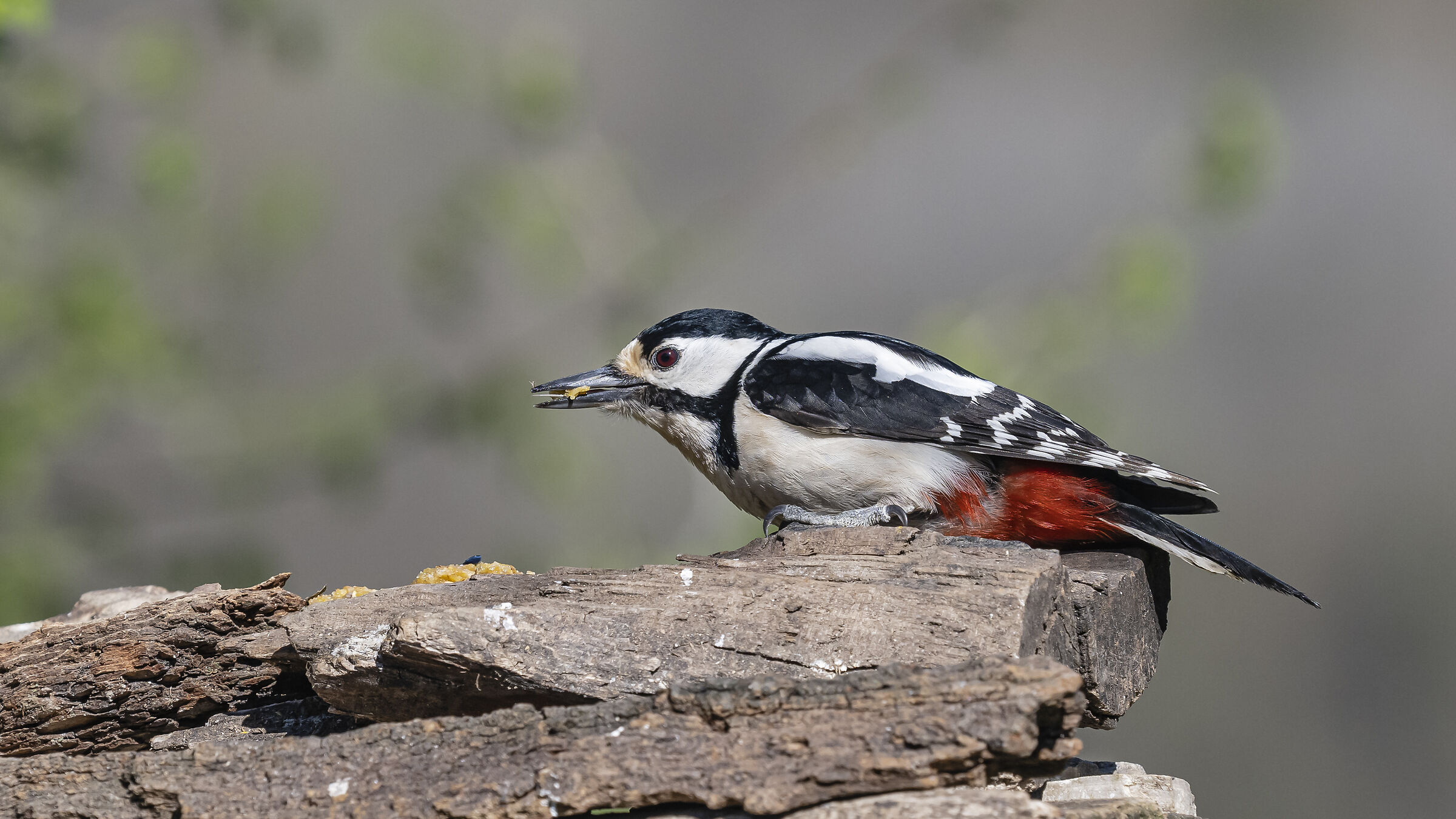 Great spotted woodpecker (F)