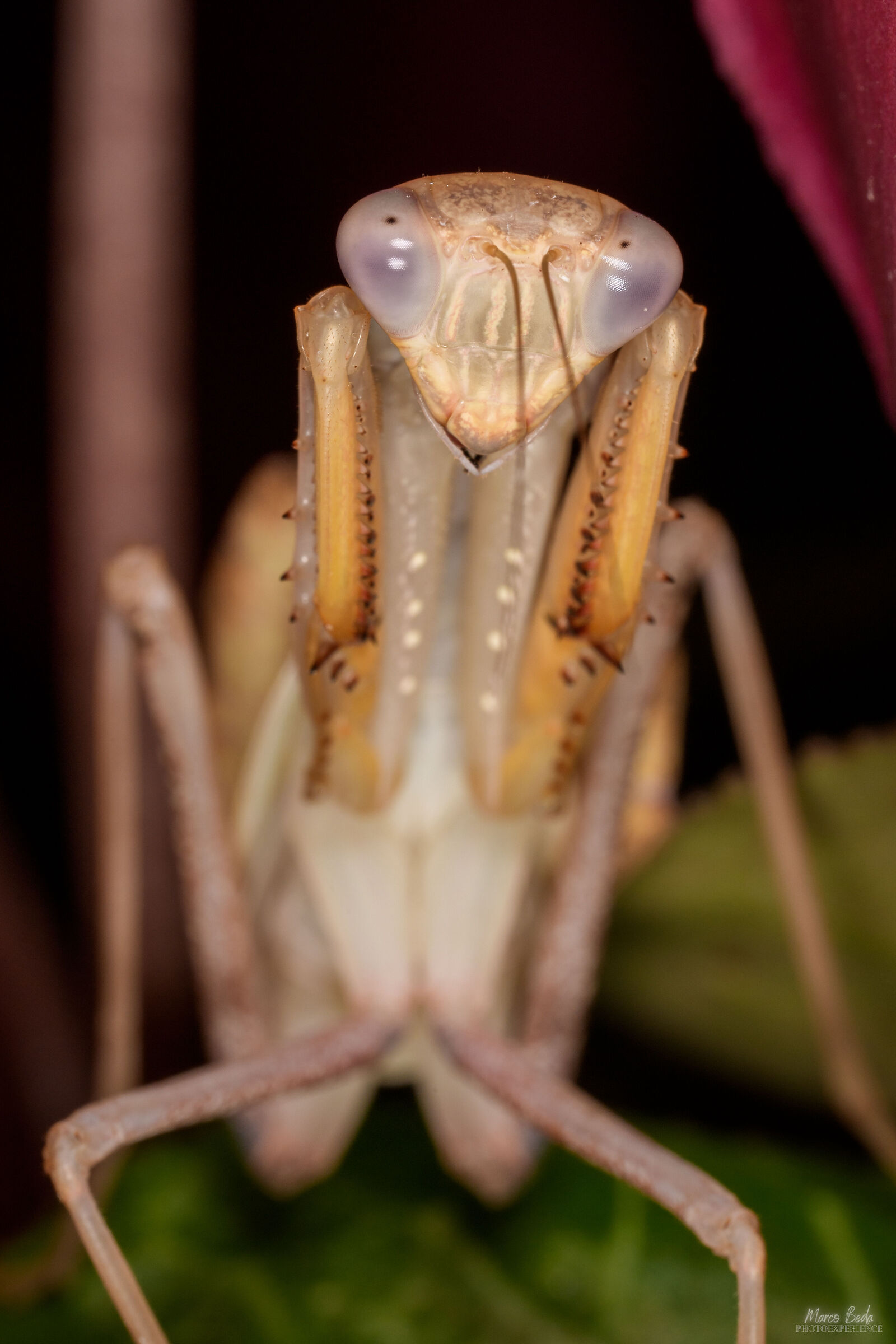 lineola