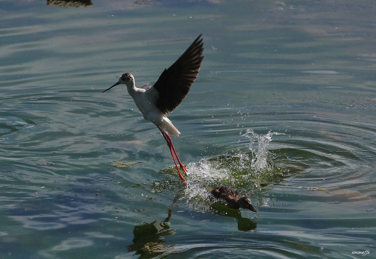 Scacciato l'invasore