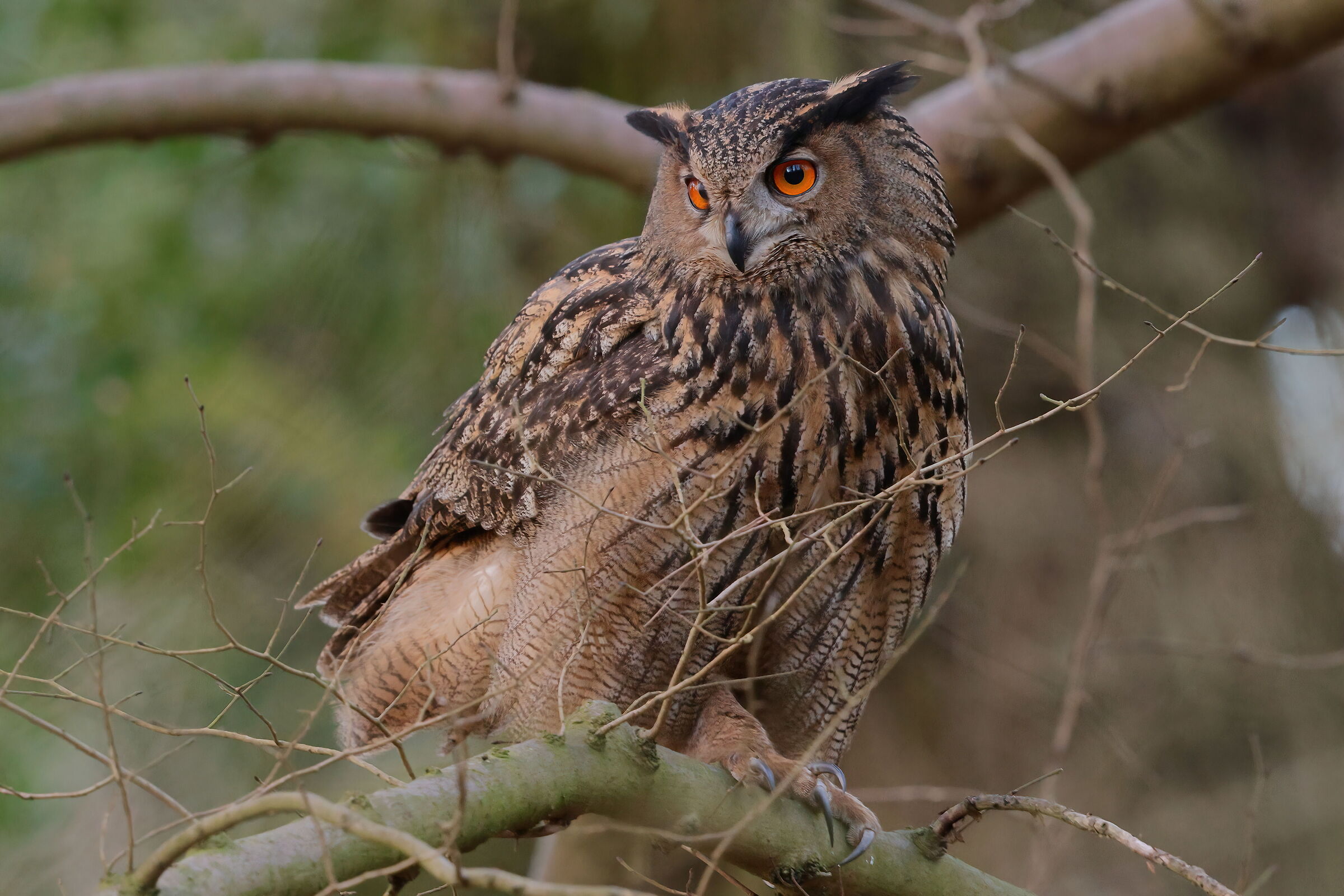 Eagle owl
