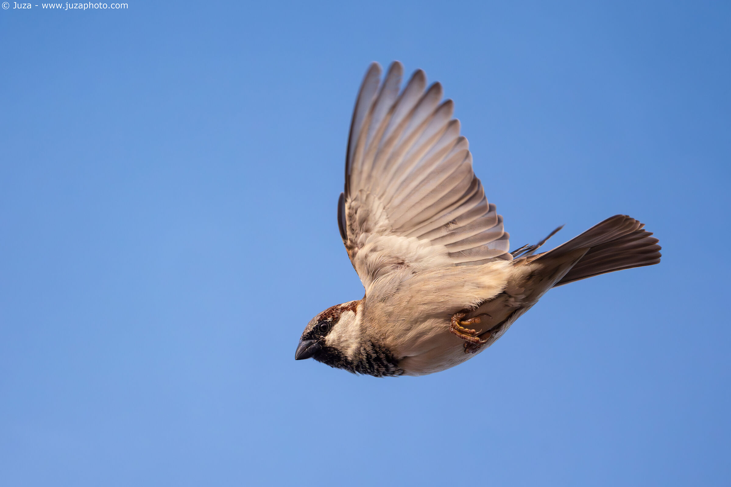 House Sparrow (Passer domesticus)