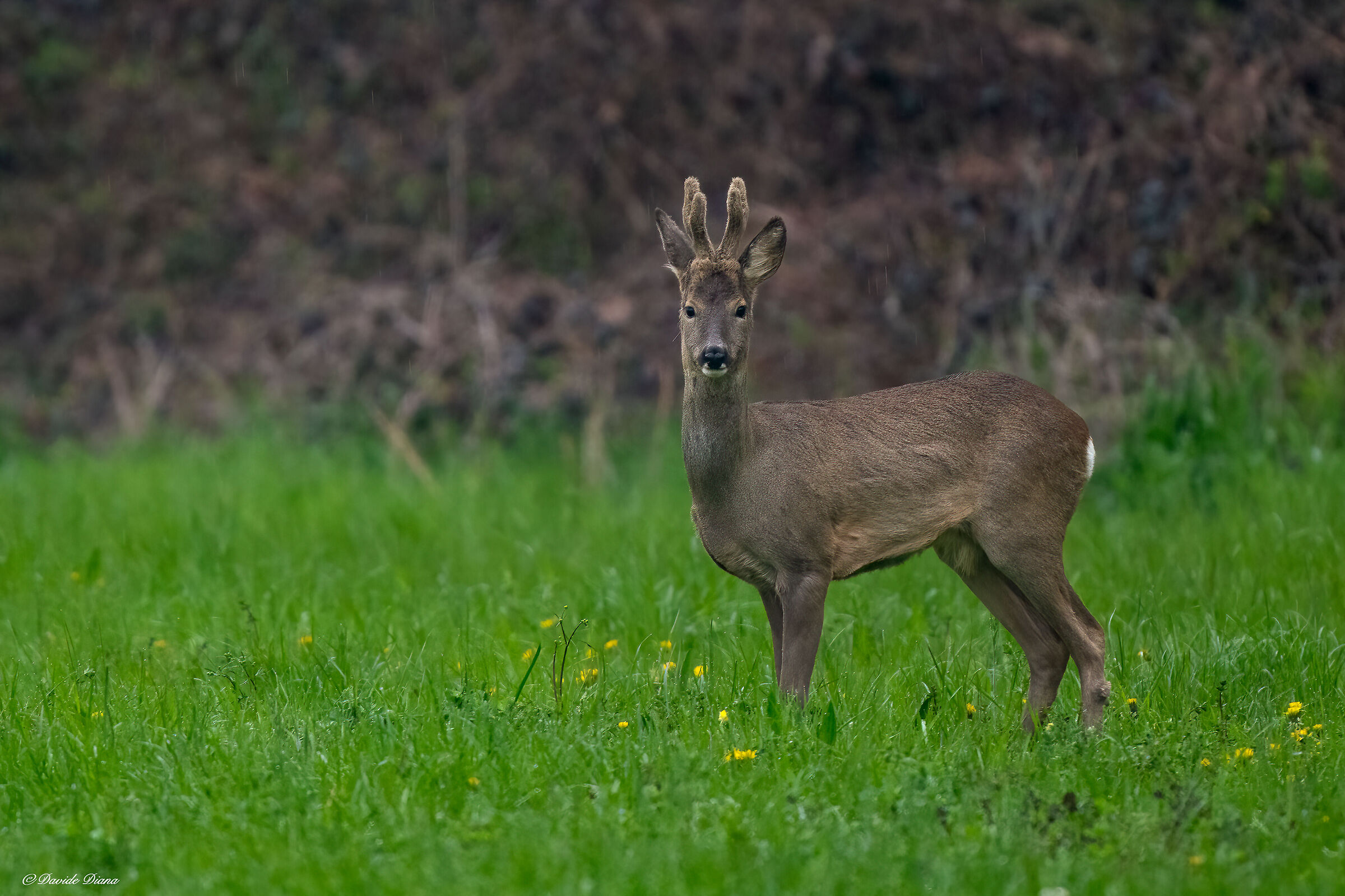 Capriolo