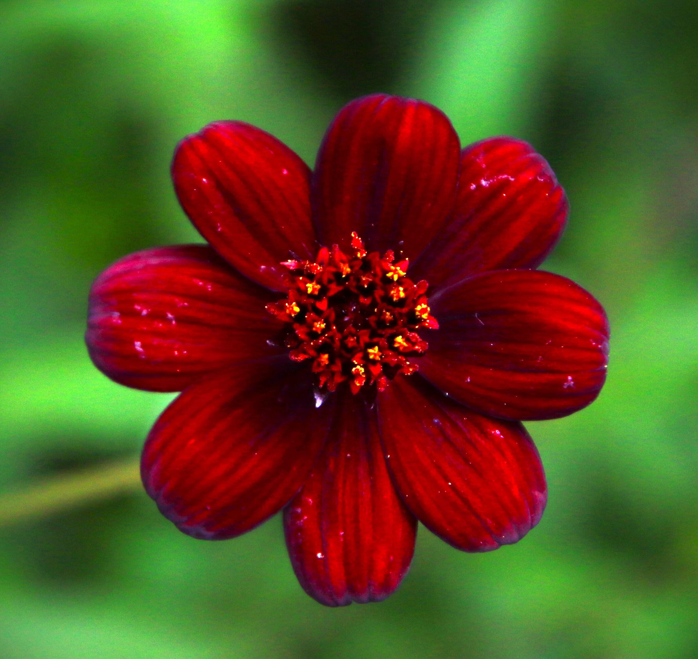 Red Flower