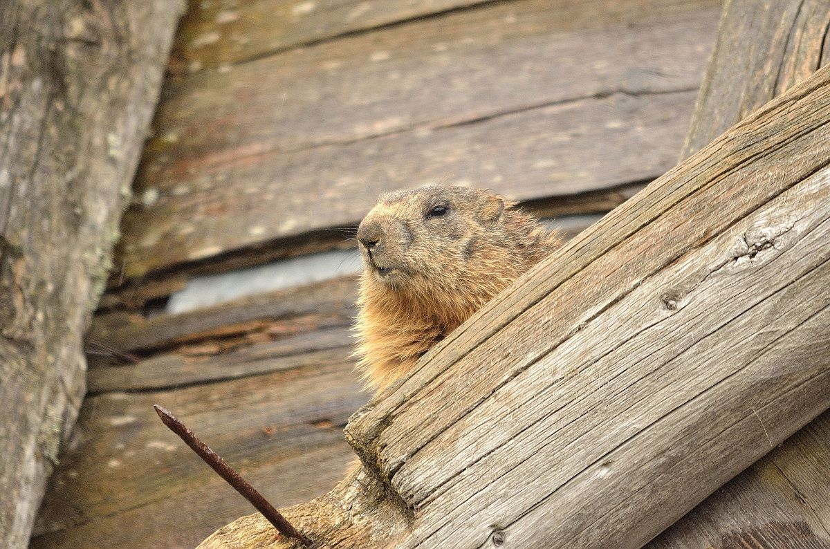 marmot in step Vezzena