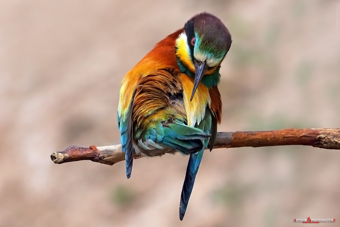 Bee-eater