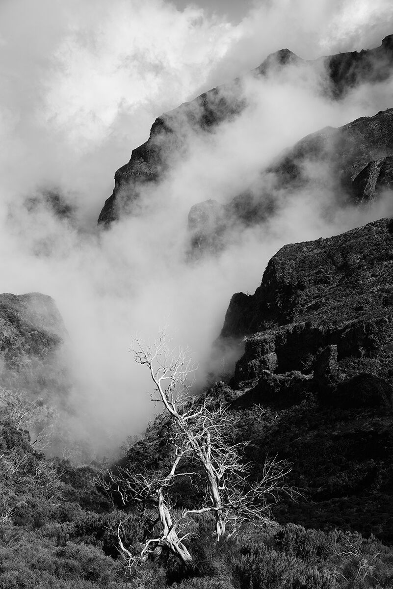 The Forest of Funchal