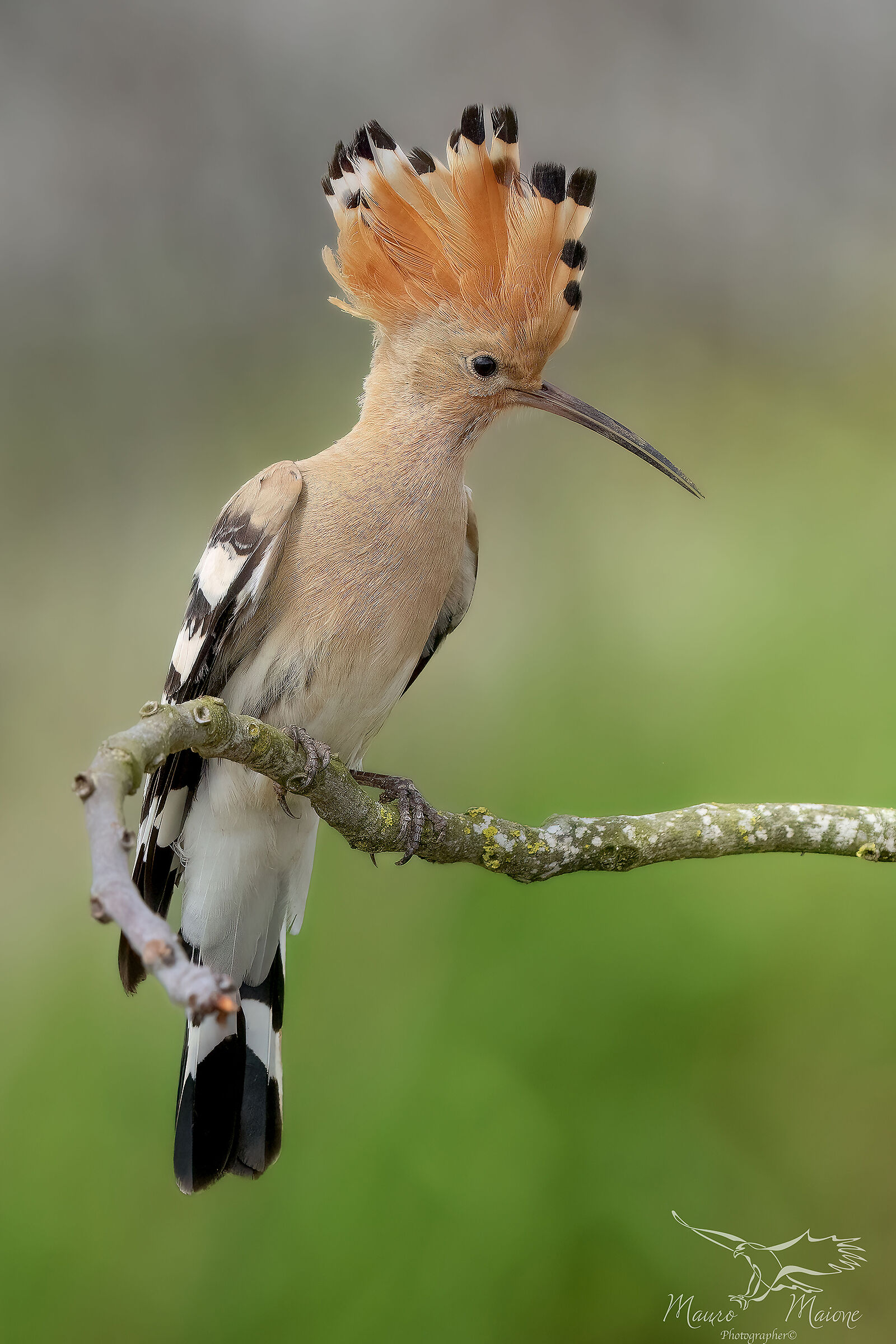 le meraviglie che porta primavera