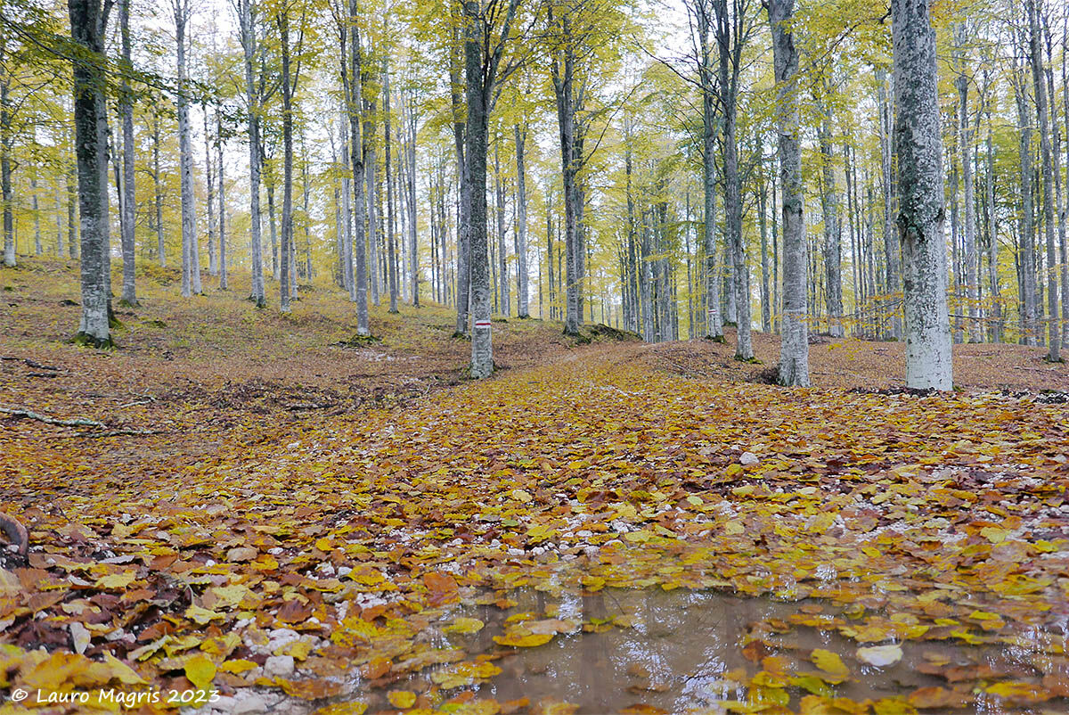 Autumn reflections