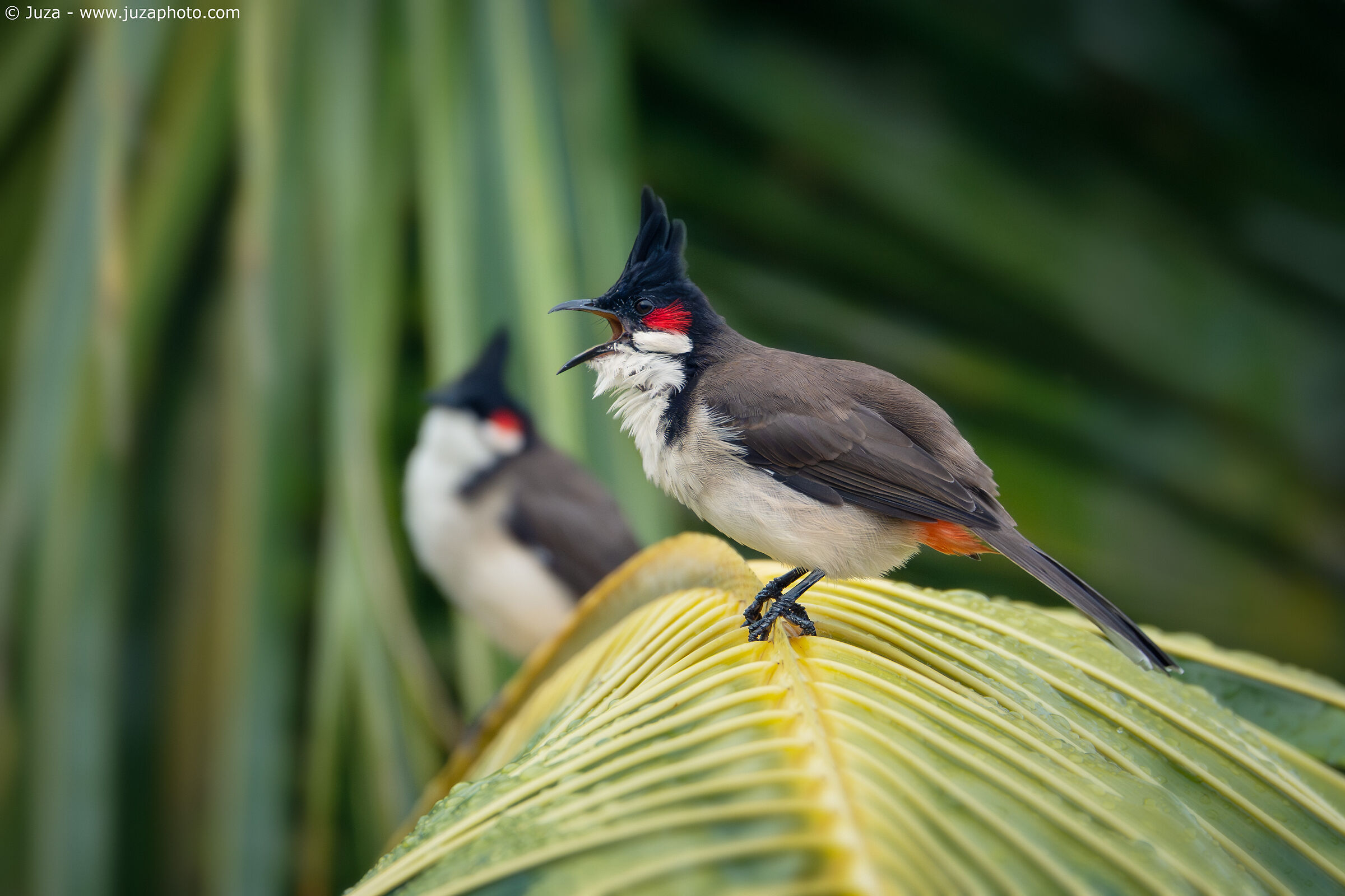 The song of the Bulbul, after the rain