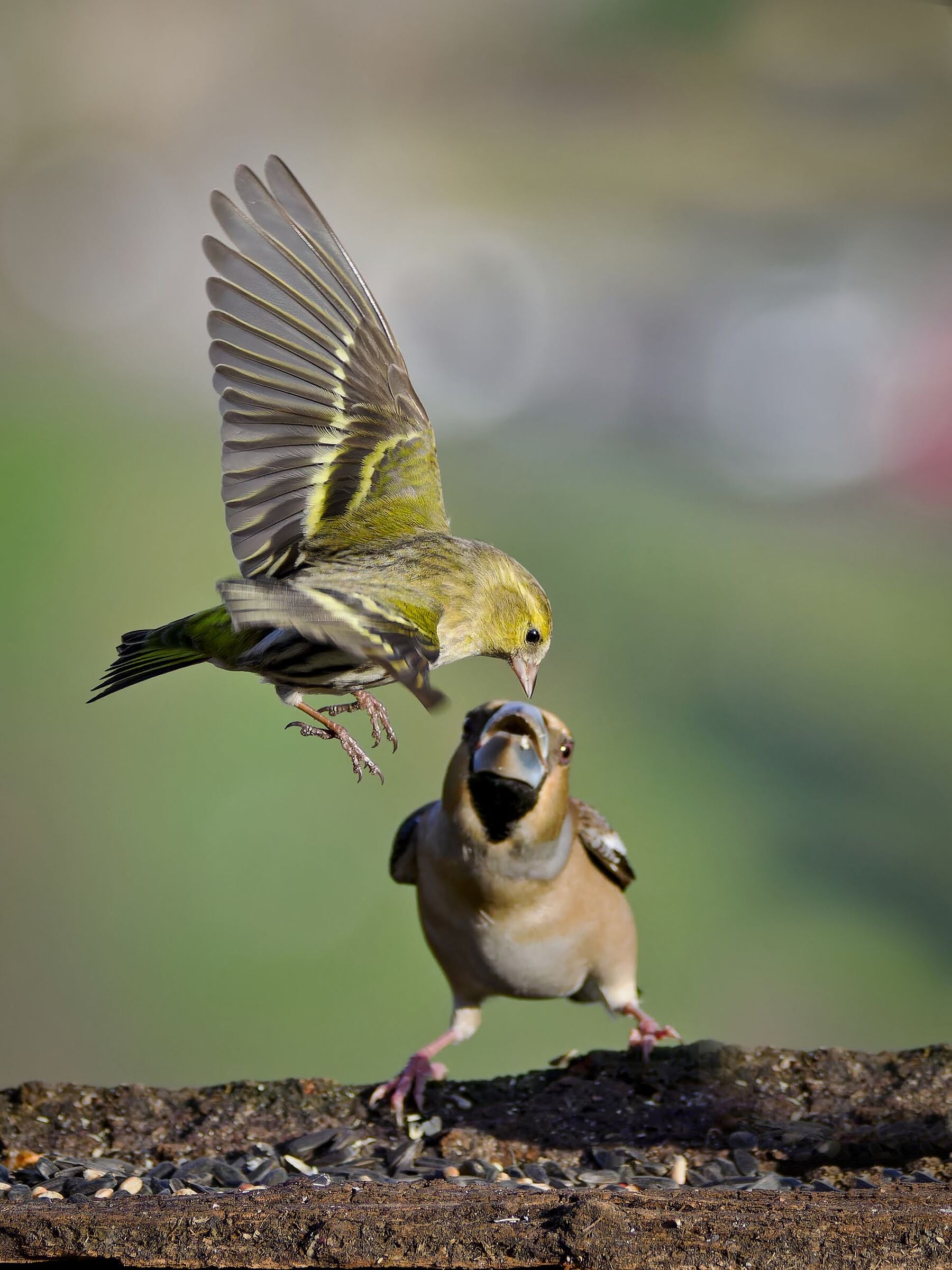 Lucherino (f) vs Frosone