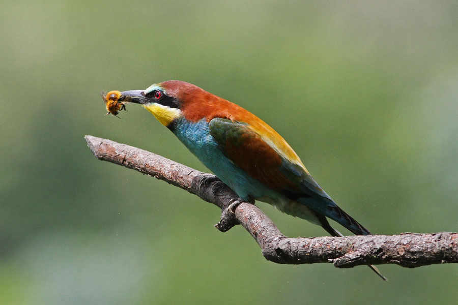 Bee-eater
