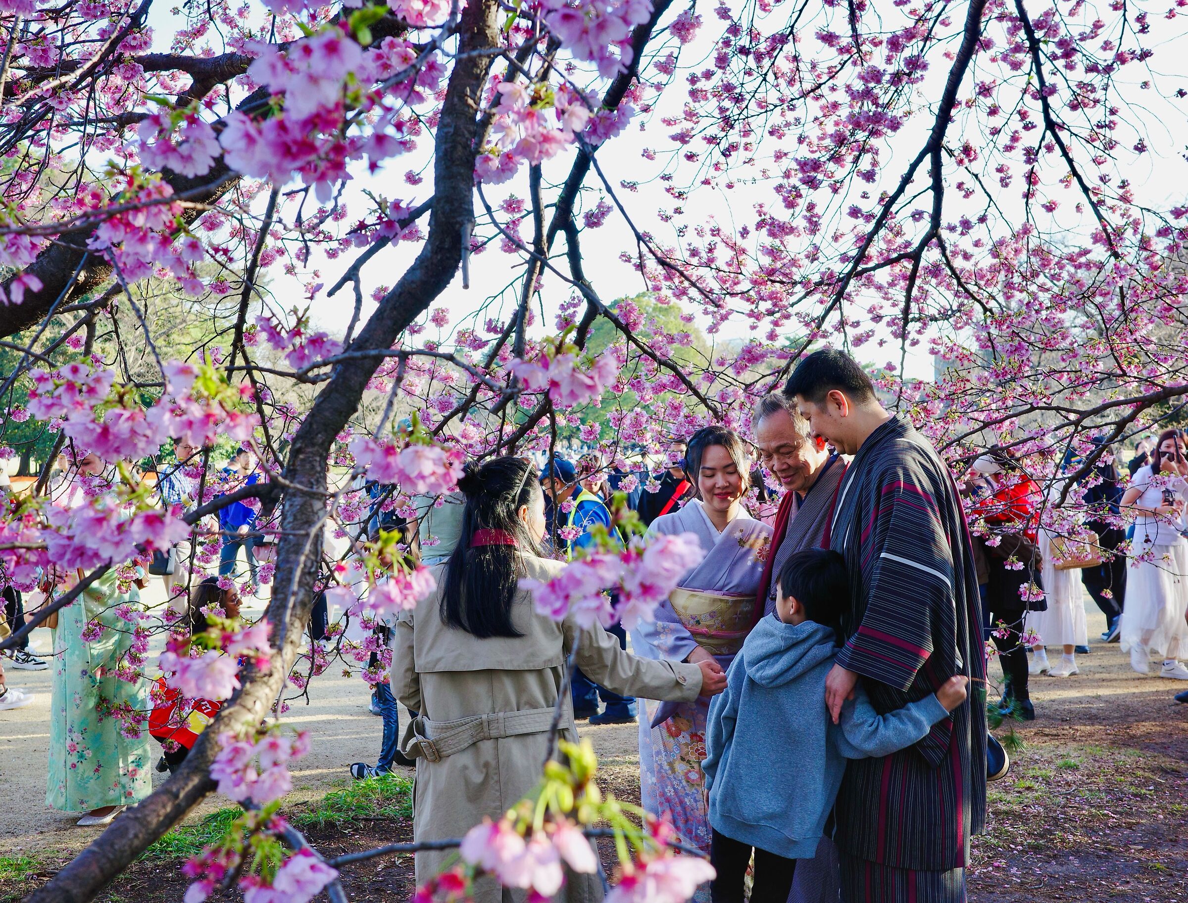 Sakura in Tokyo