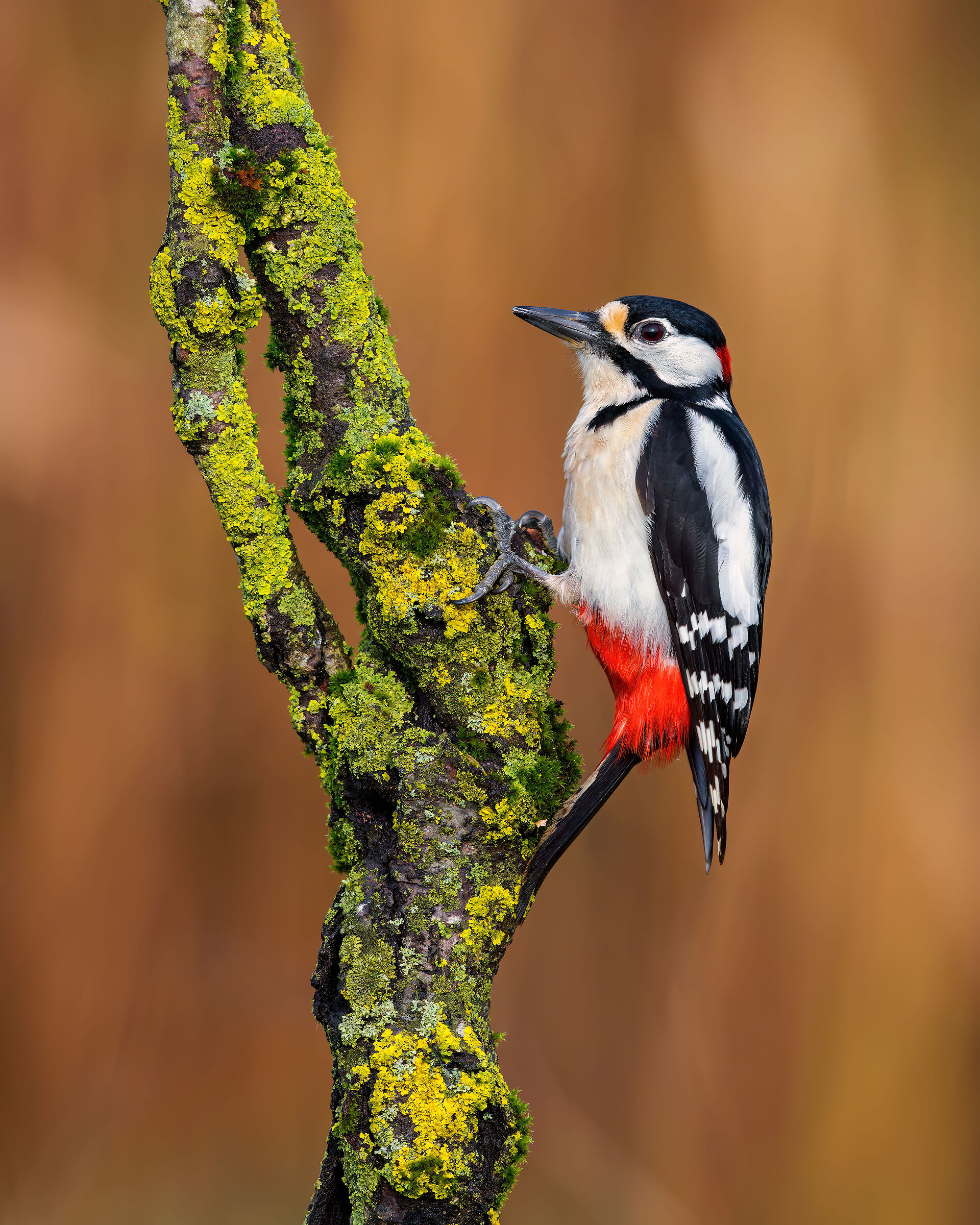 Great Spotted Woodpecker