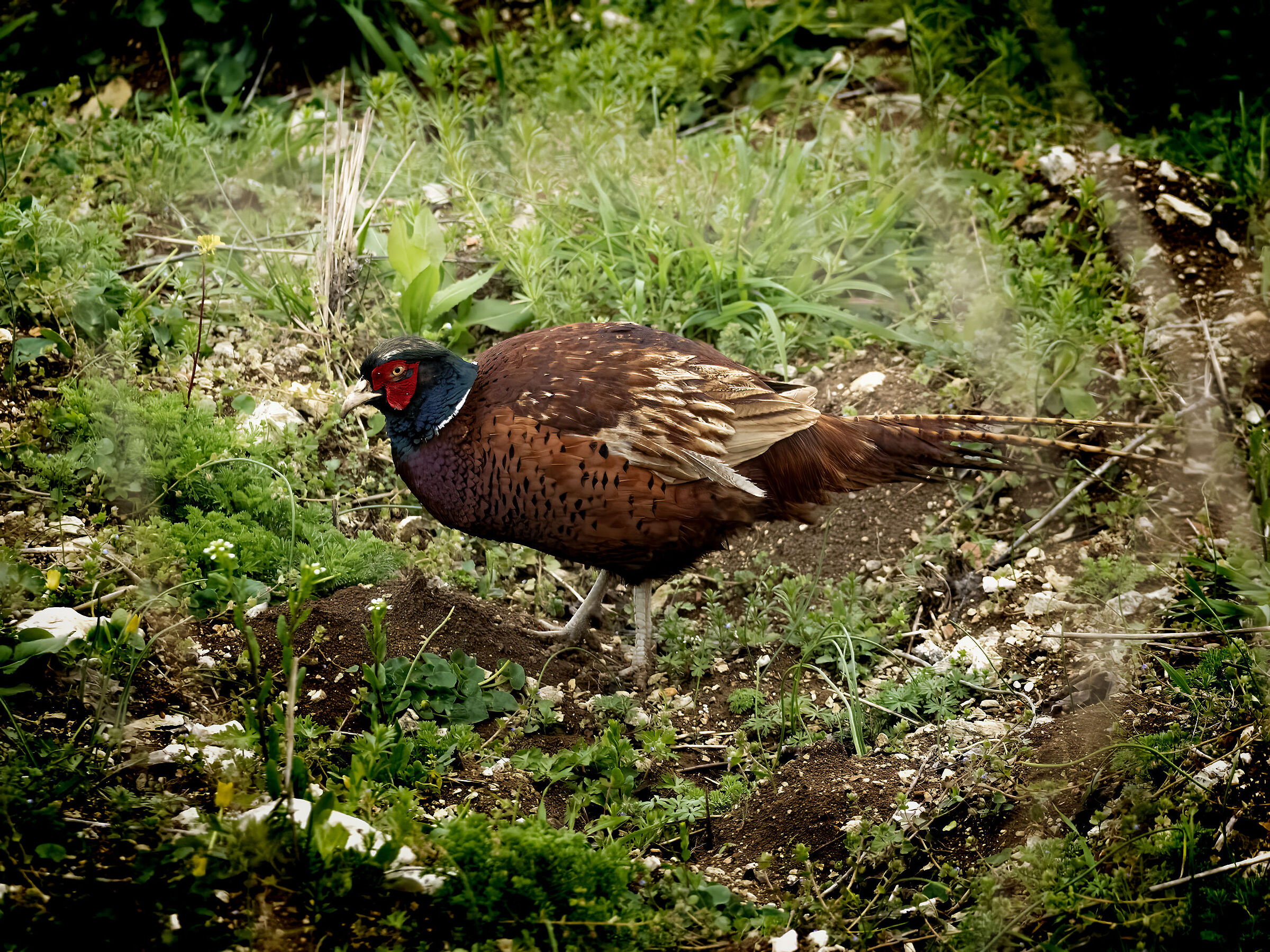 Pheasant