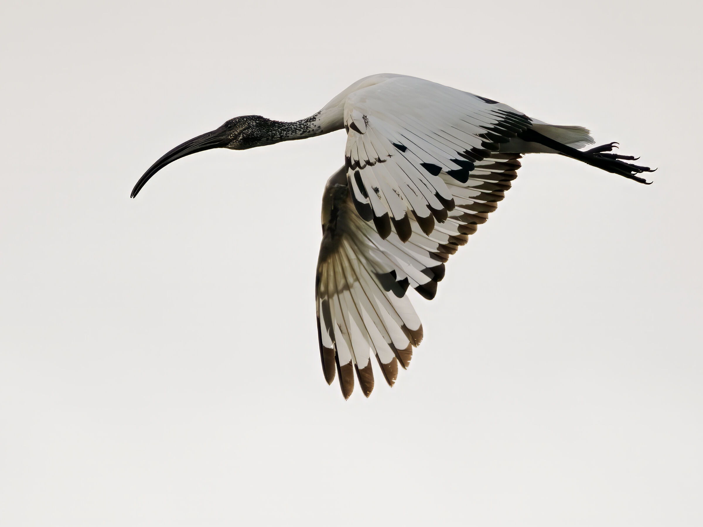 The Sacred Ibis