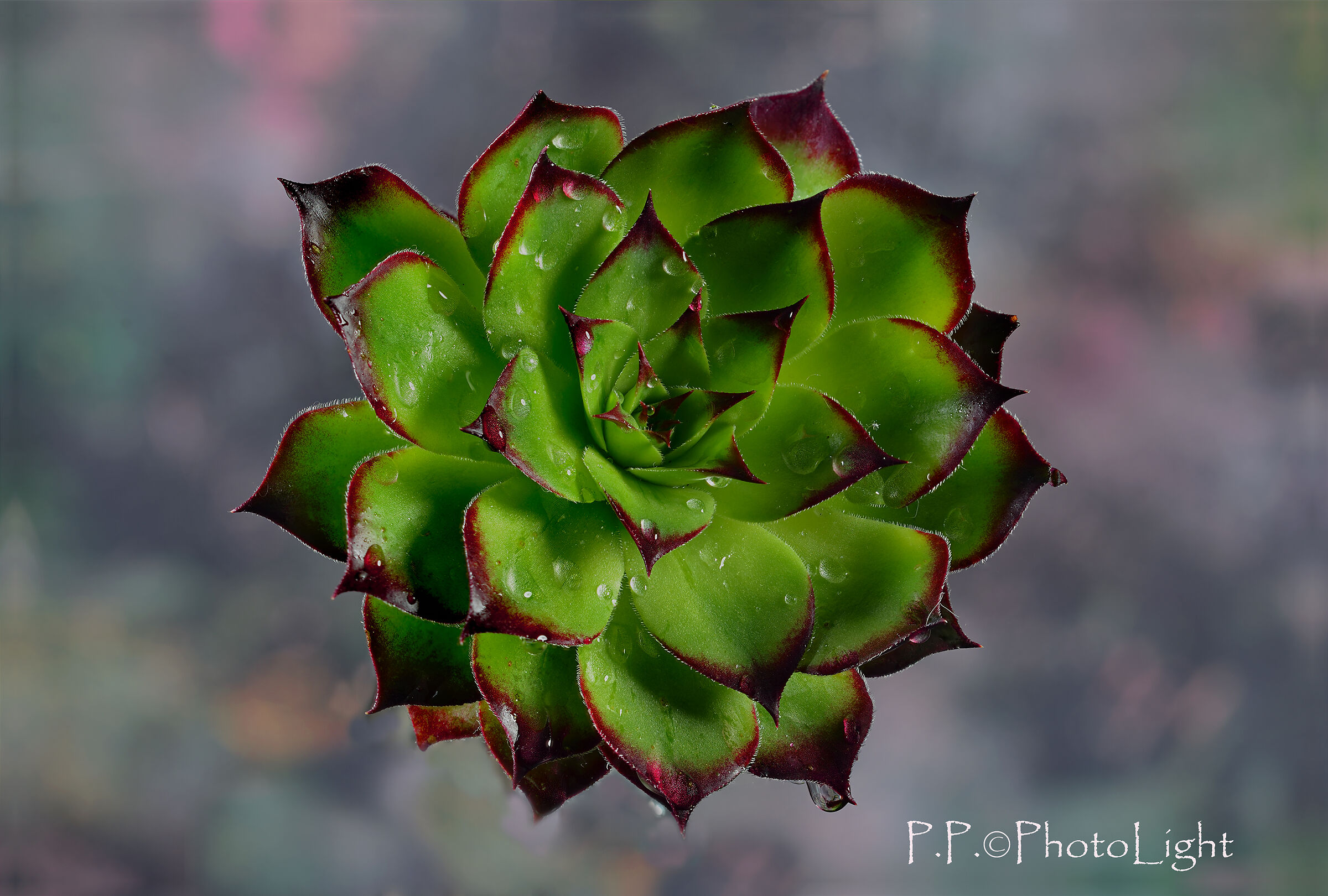 Echeveria