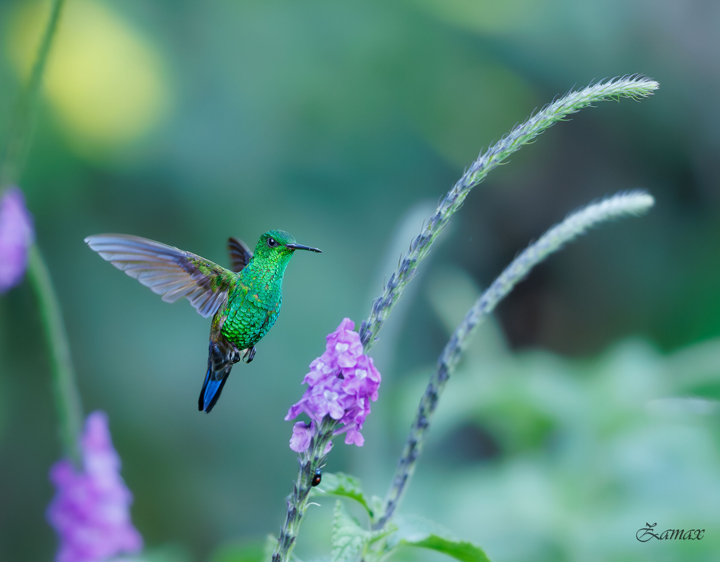 Colibri . Amazilia Saucerrottei