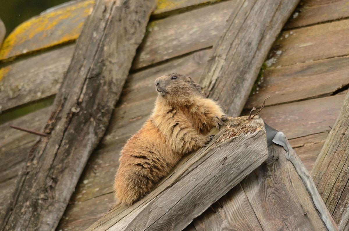 marmotta