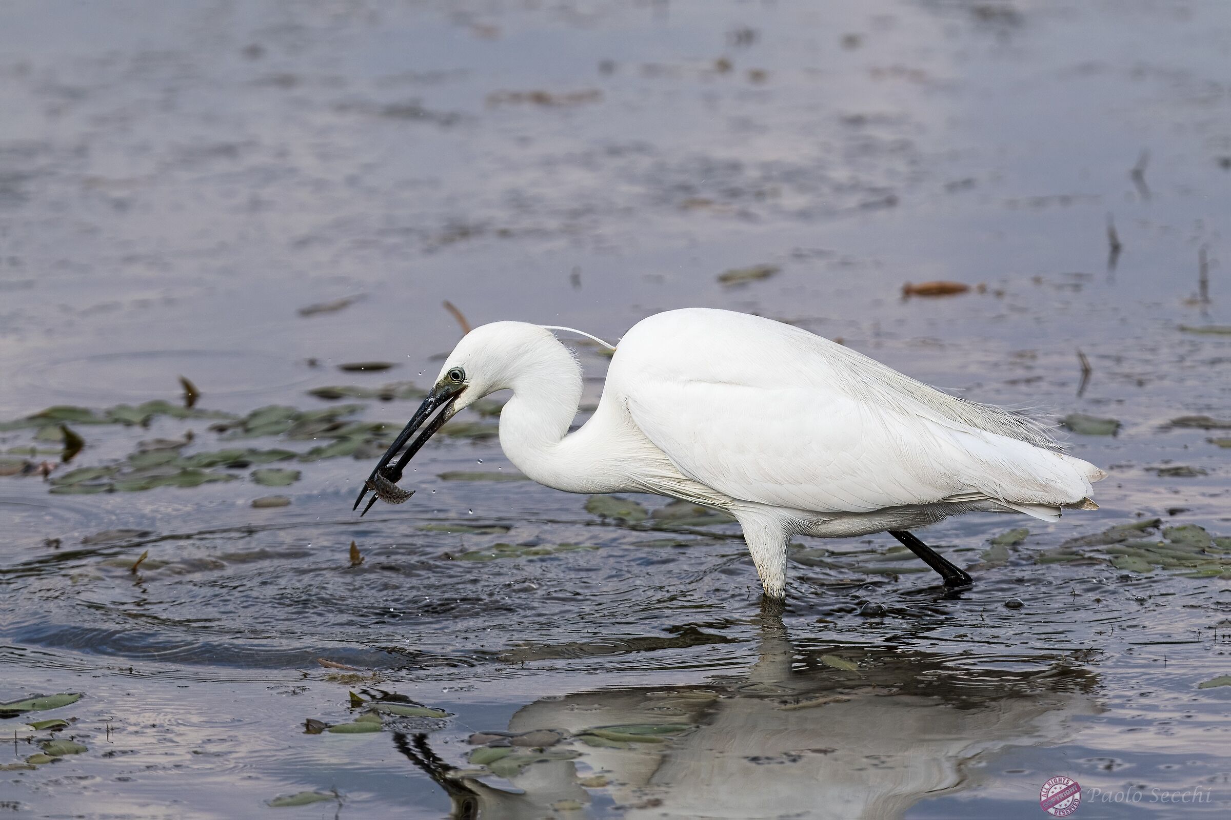 The egret and the drool