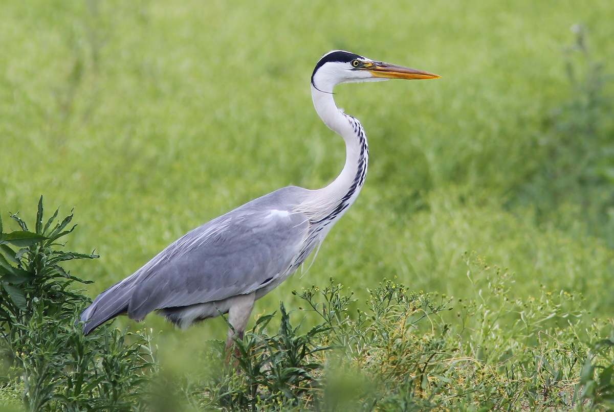 Grey Heron