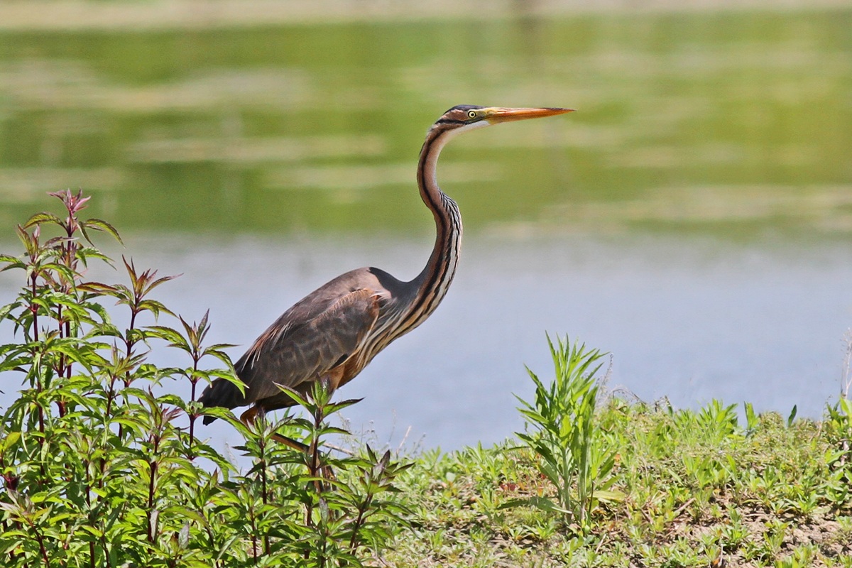 Purple Heron