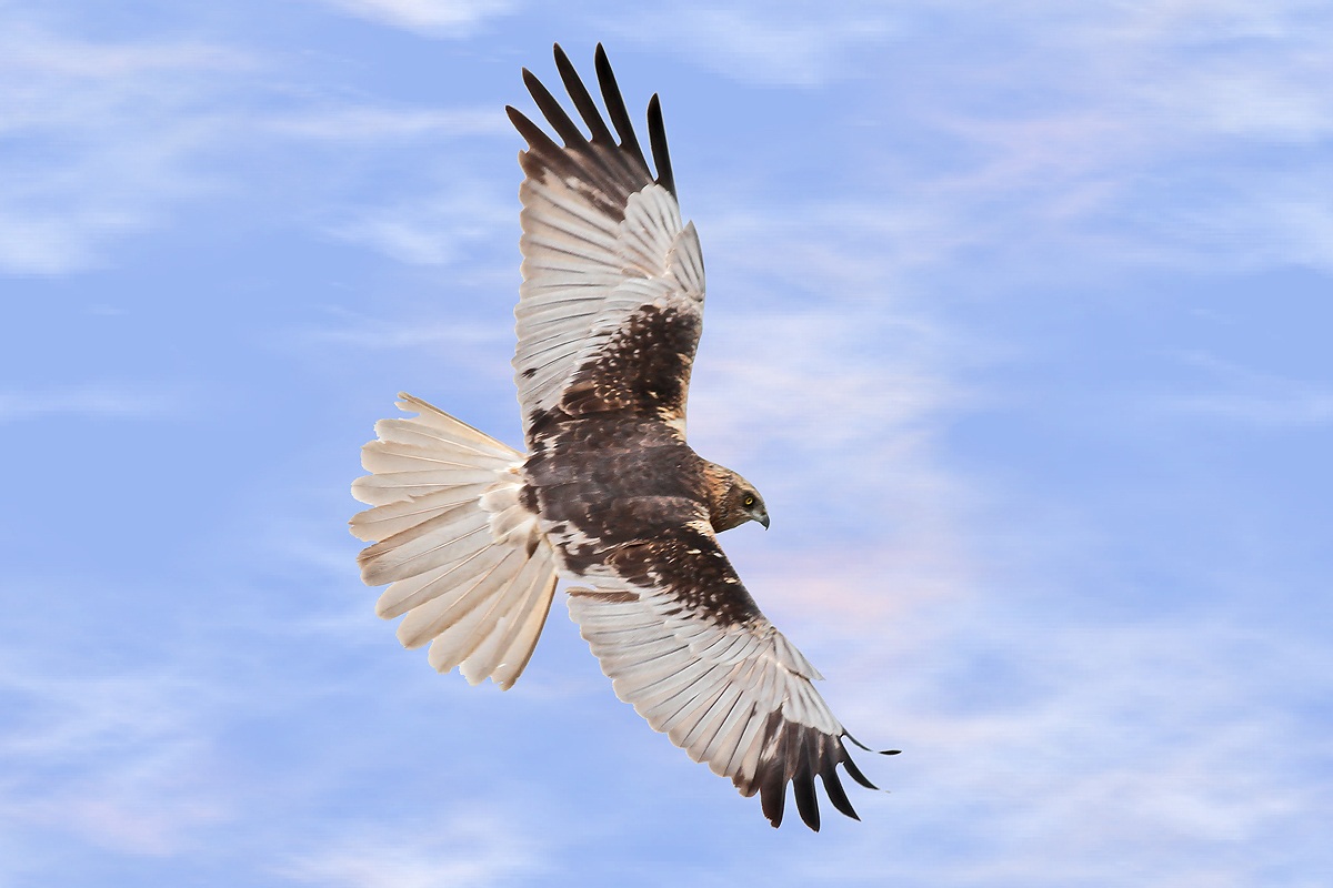 Marsh Harrier