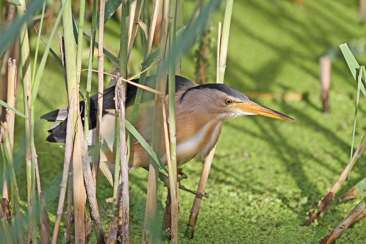Great Crested Grebe