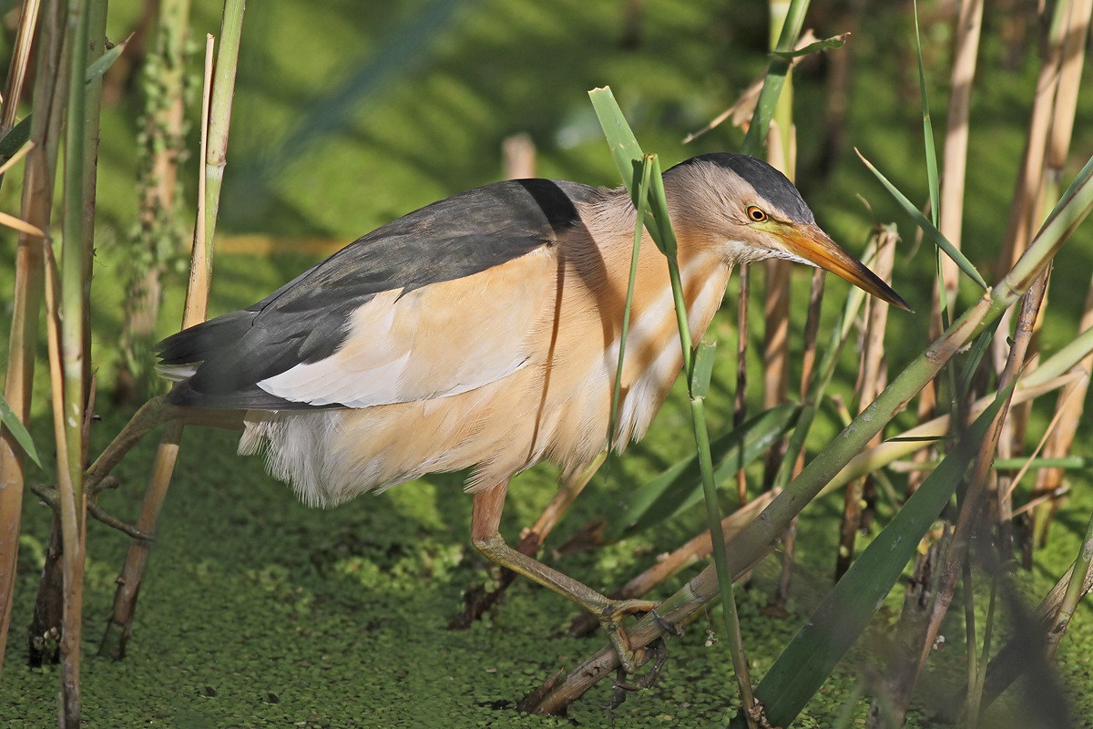 Bittern
