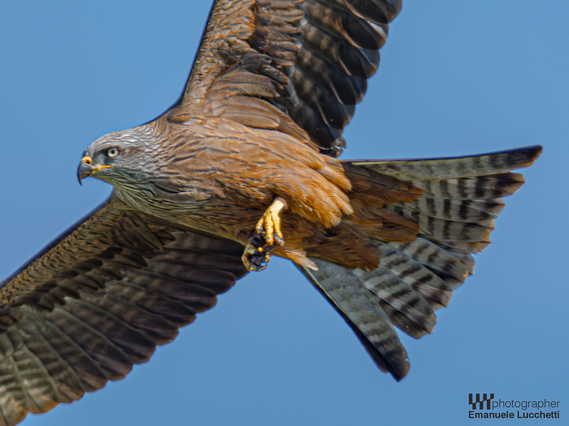 Black kite