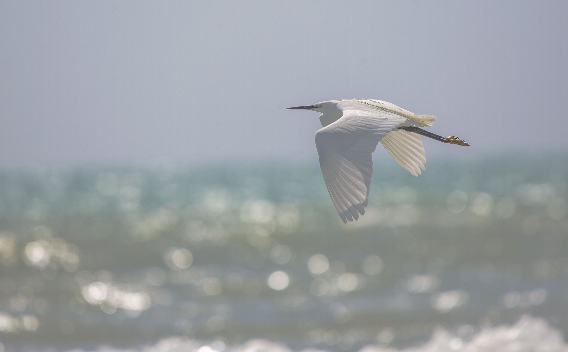 Egret in flight