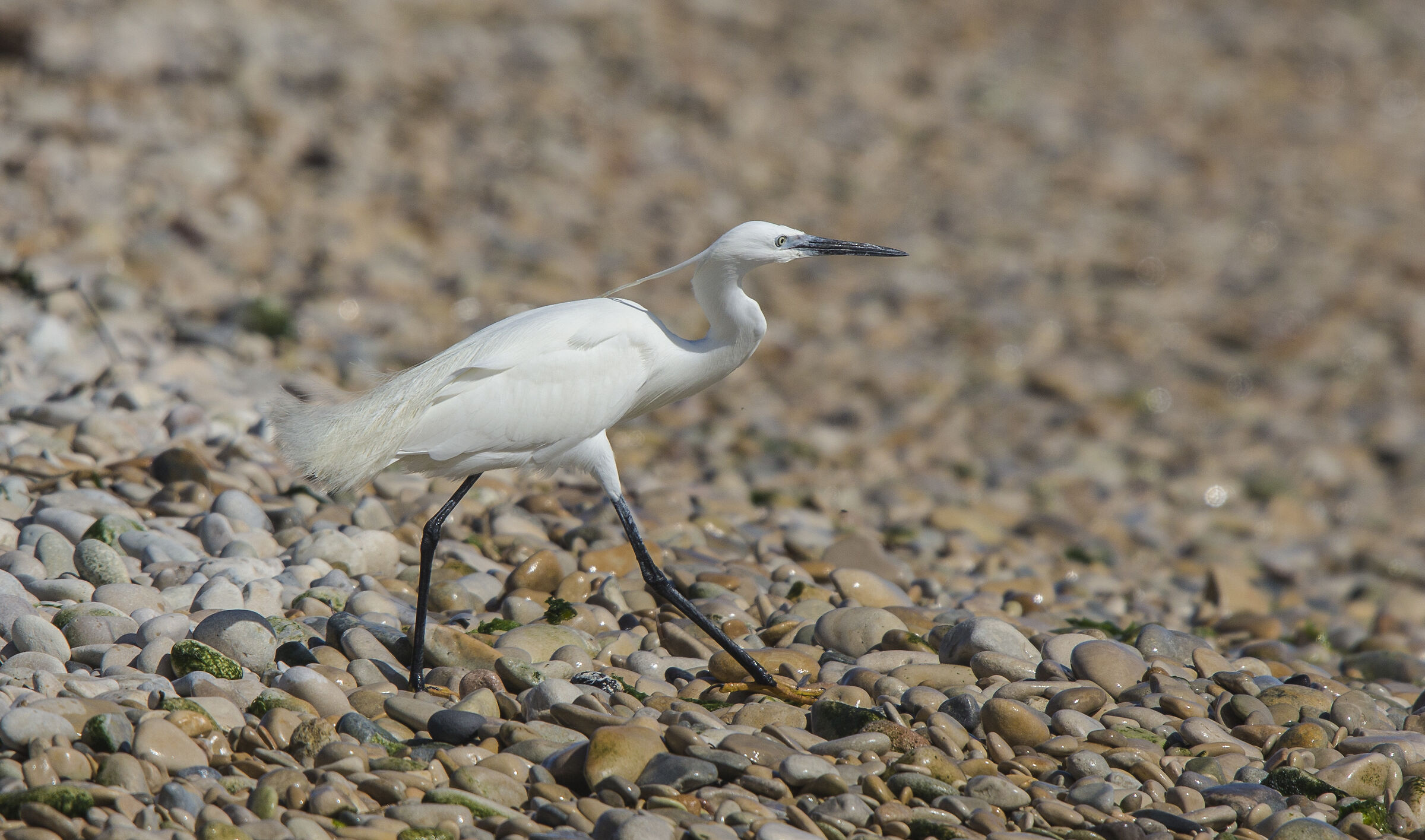 The plush step of the egret