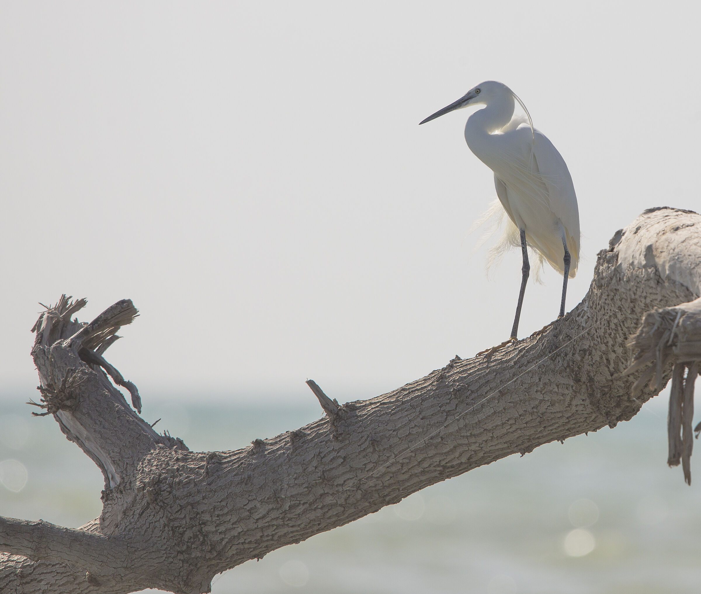 Egret posing