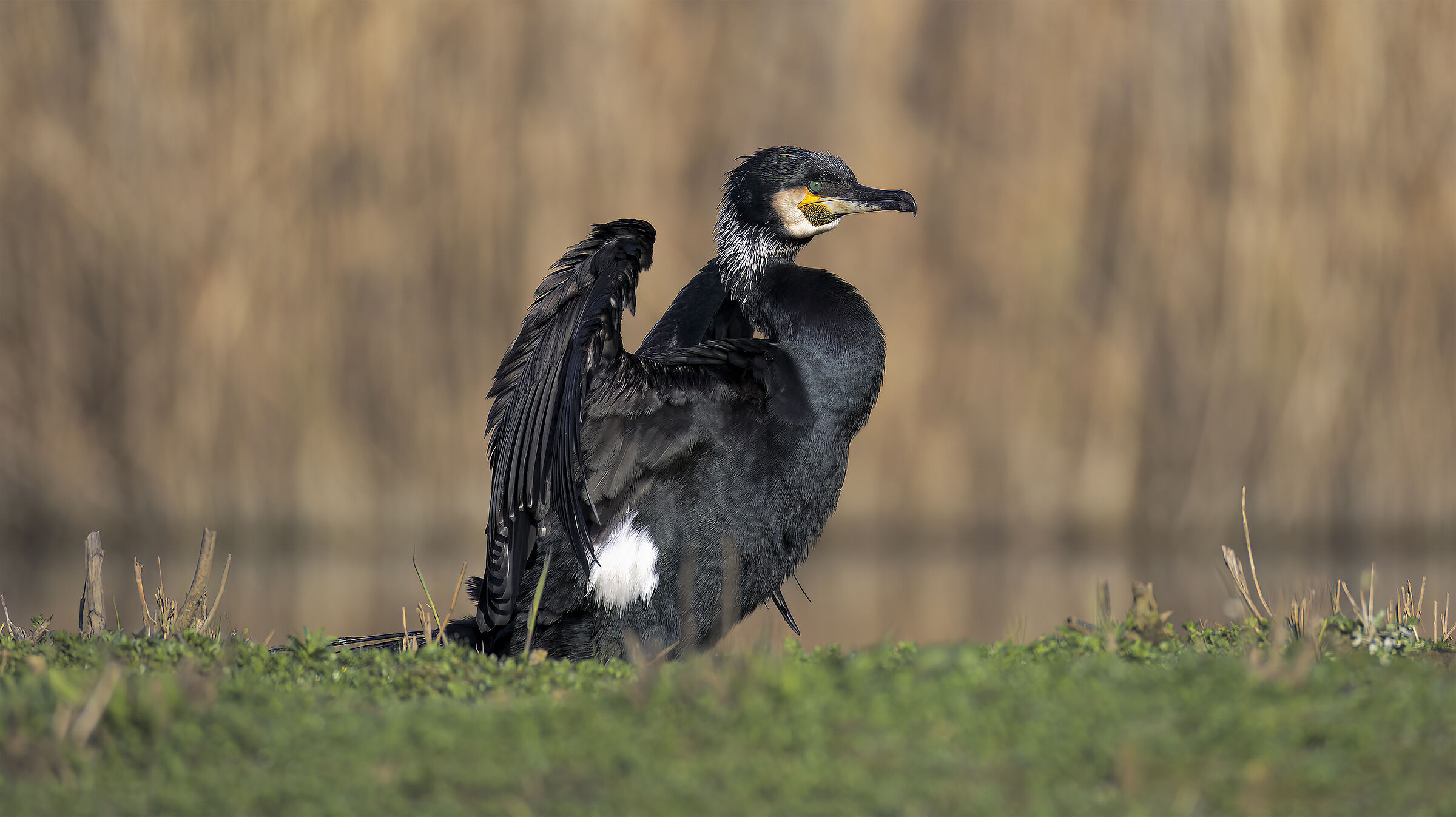 Cleaning at the Piana5