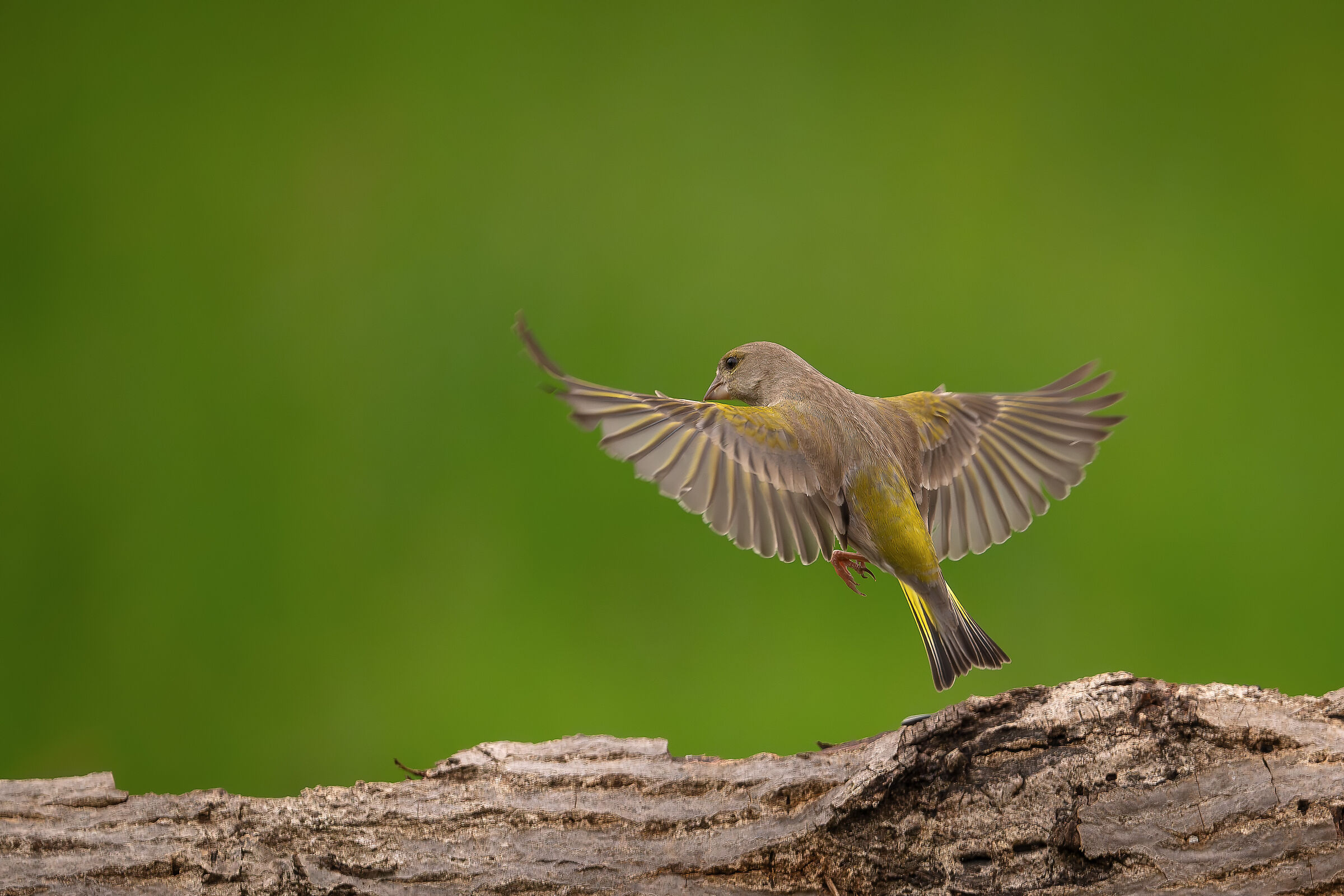 Greenfinch #capannocora