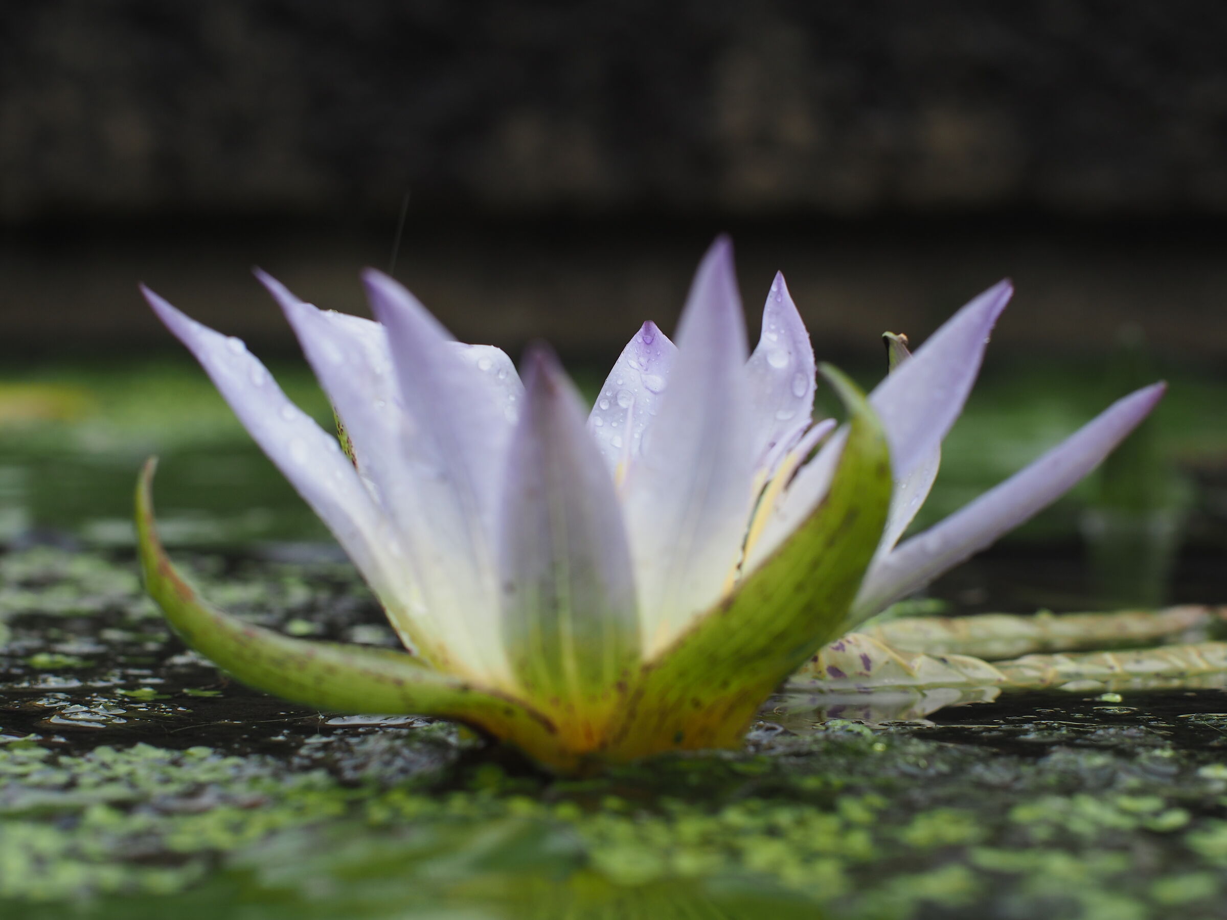 Sopra e sotto l'Acqua