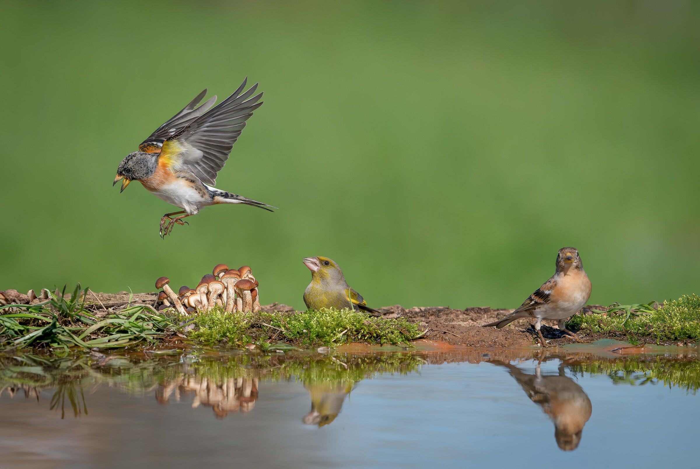 At the puddle - Nikon Z8 1/8000 iso 2200 f7.1 - 400mm f4.
