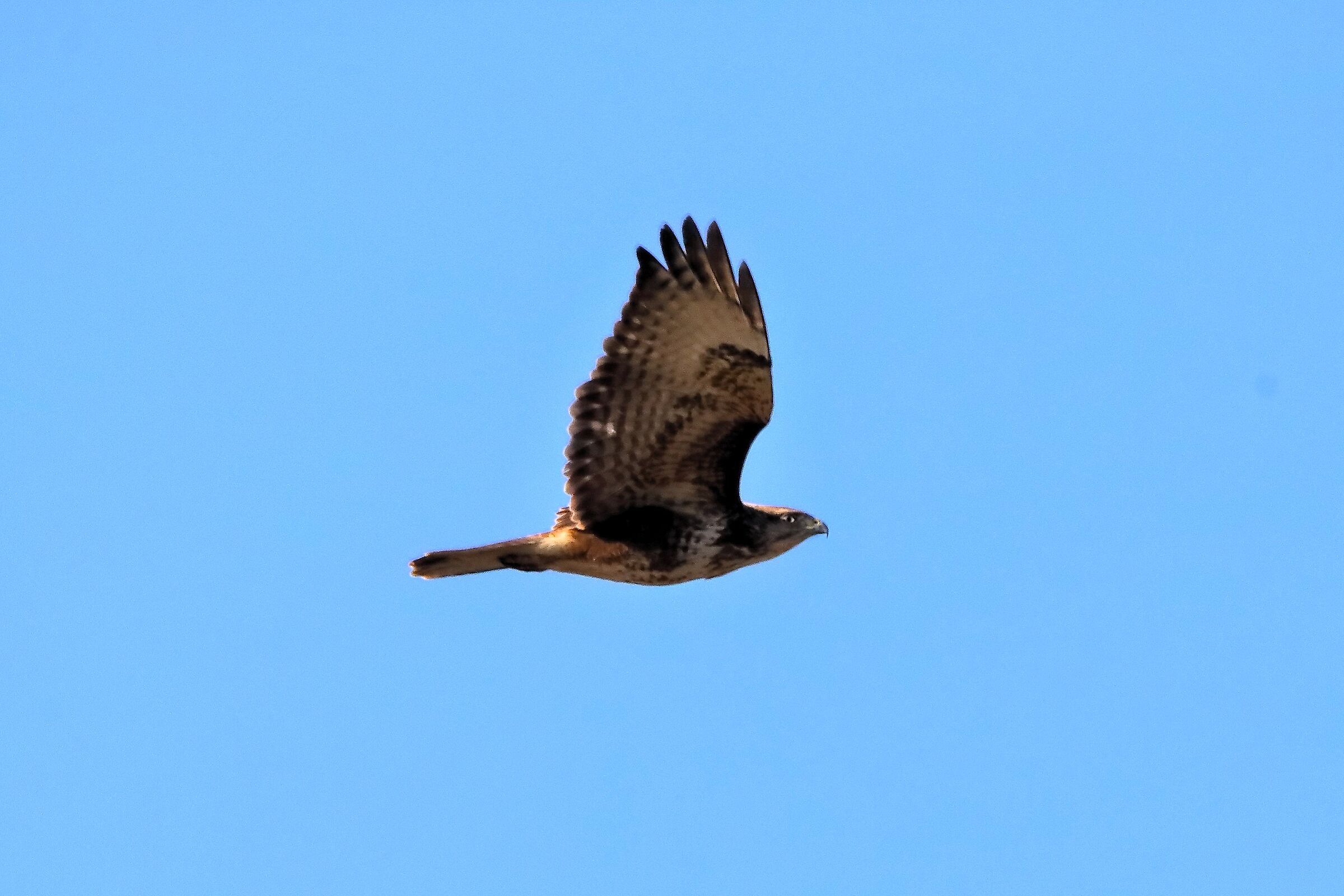 Buzzard 24 January 2024 - 0016