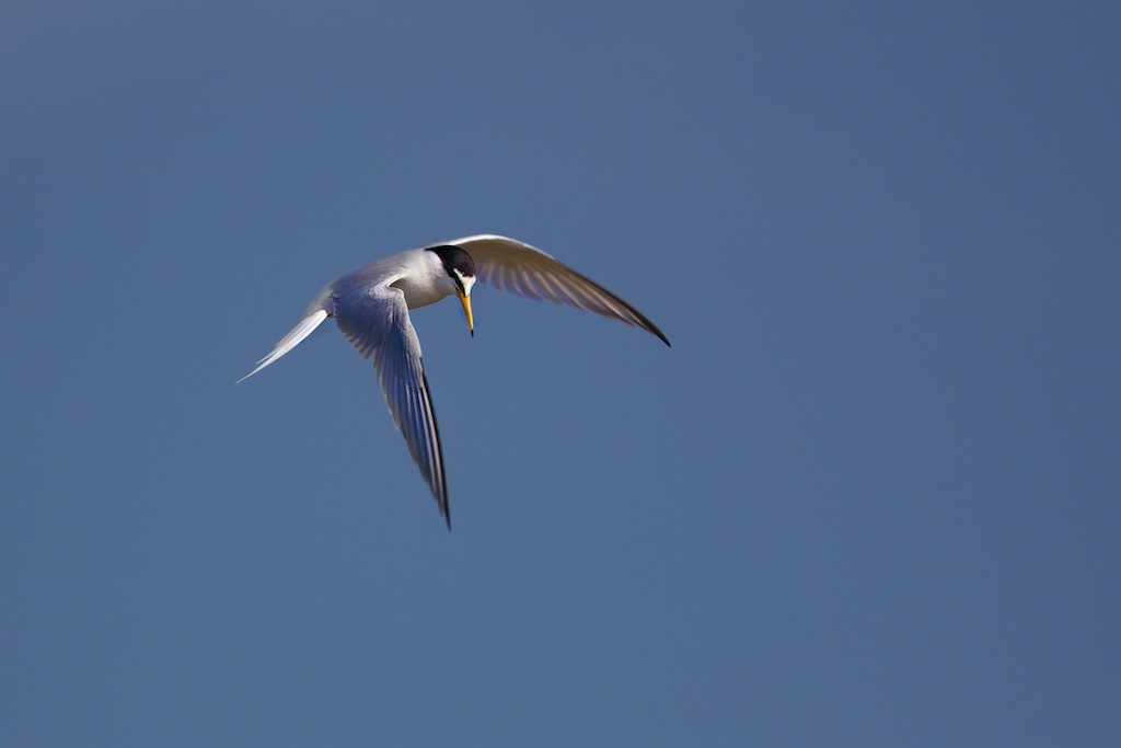 tern
