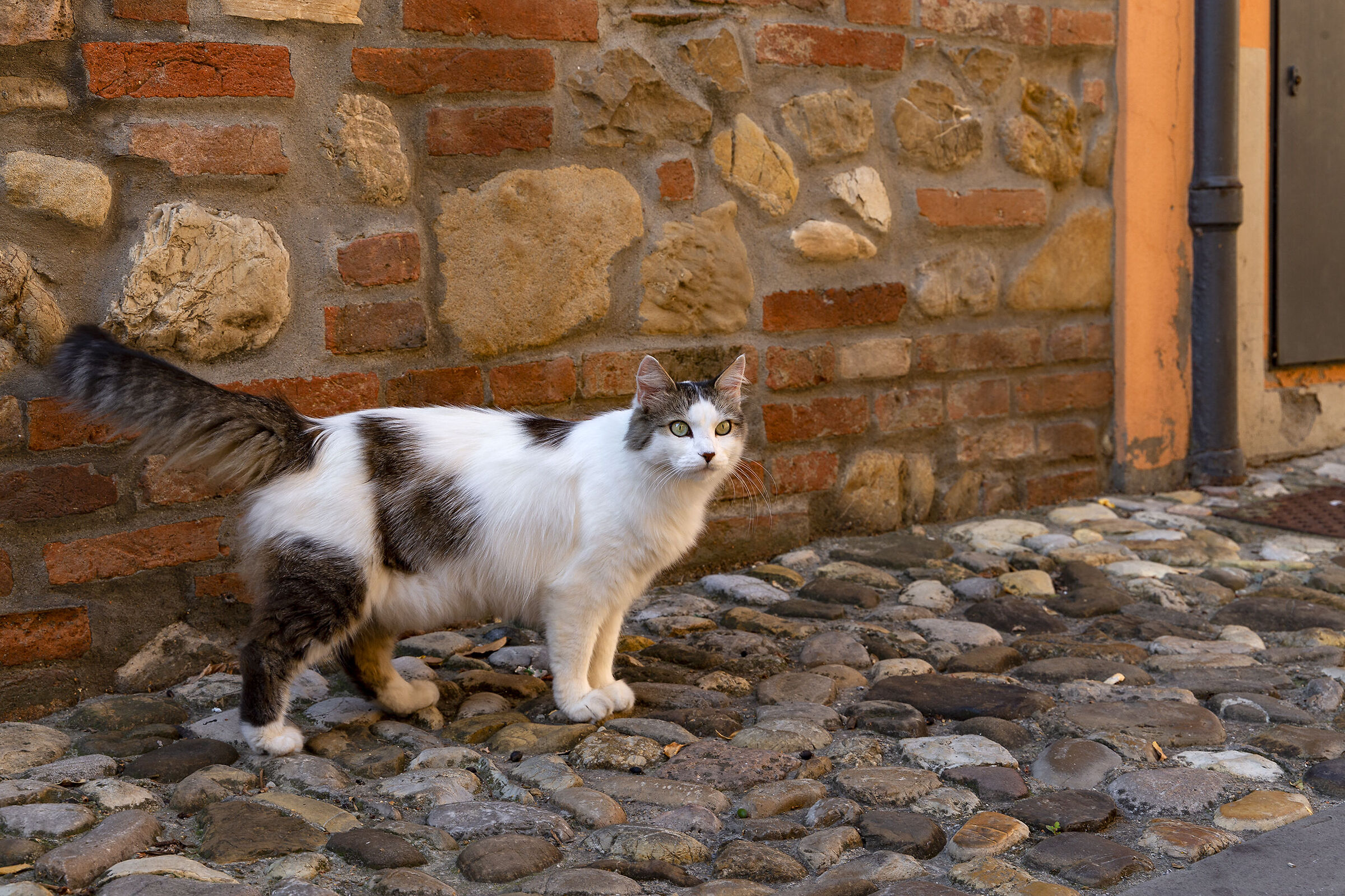 kitty