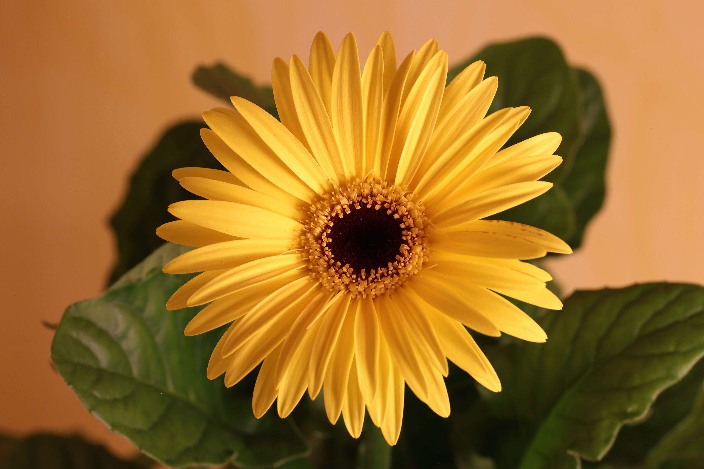 Gerbera